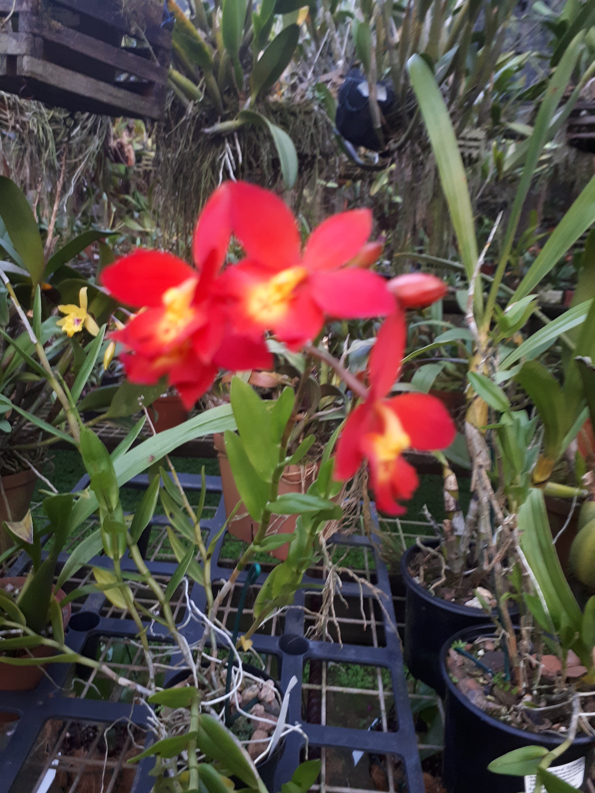 Epiphronitis Veitchii