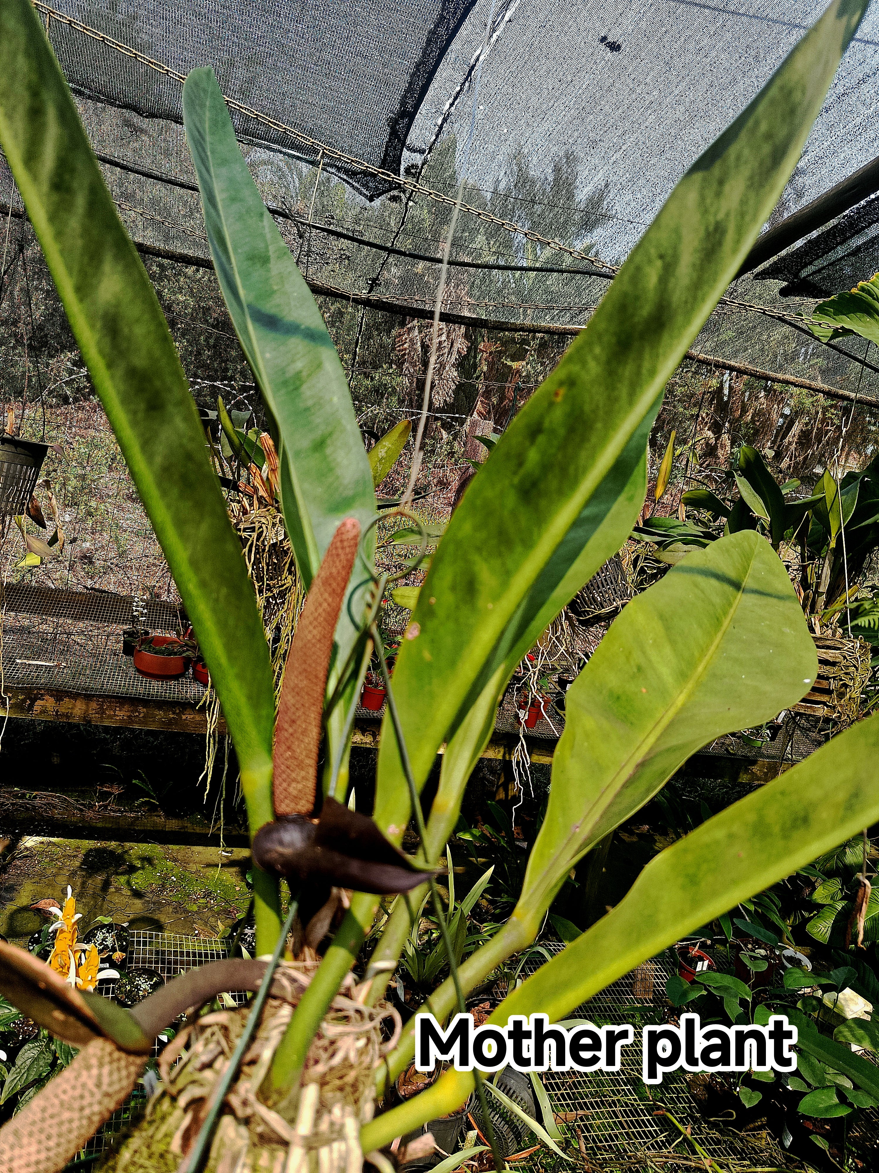 Anthurium Coriaceum
