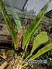 Anthurium Coriaceum