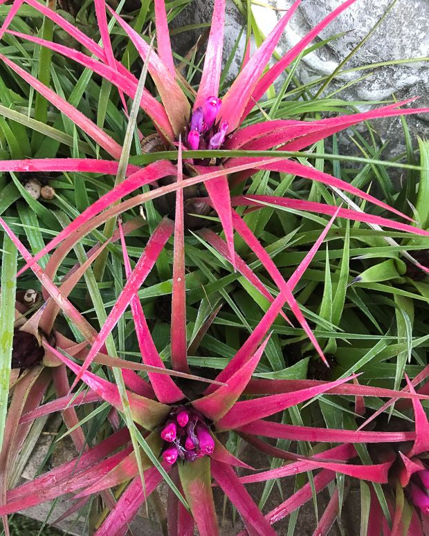 Bromeliad Aechmea recurvata var. Benrathii