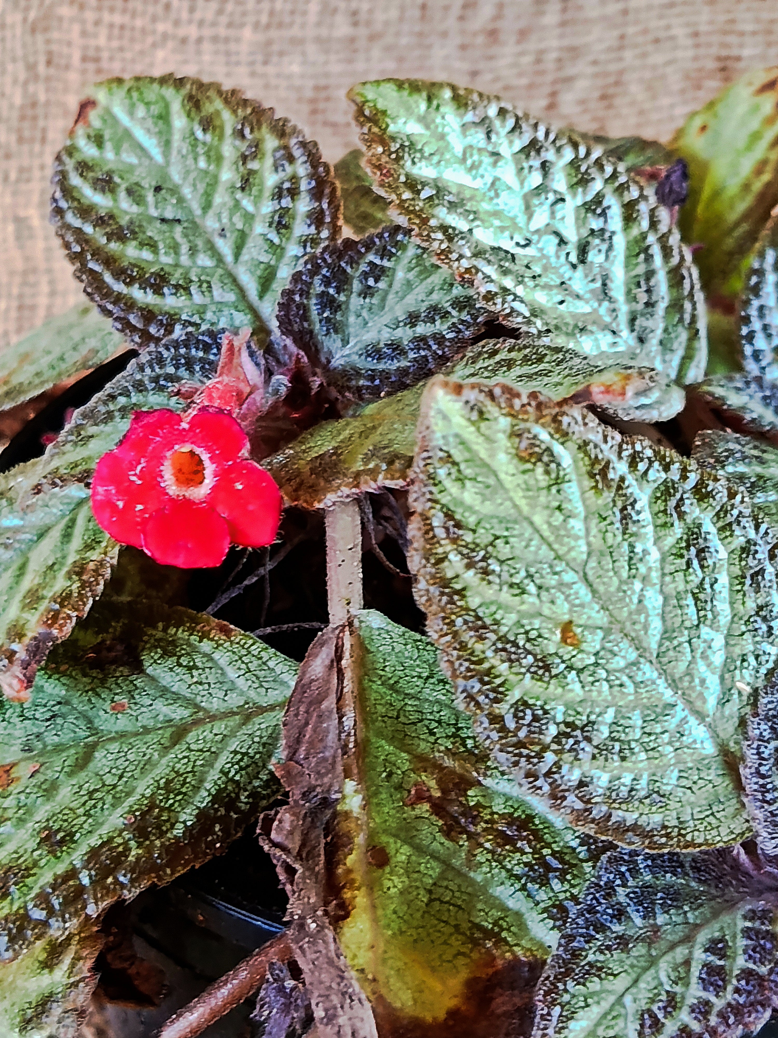 Episcia cupreata