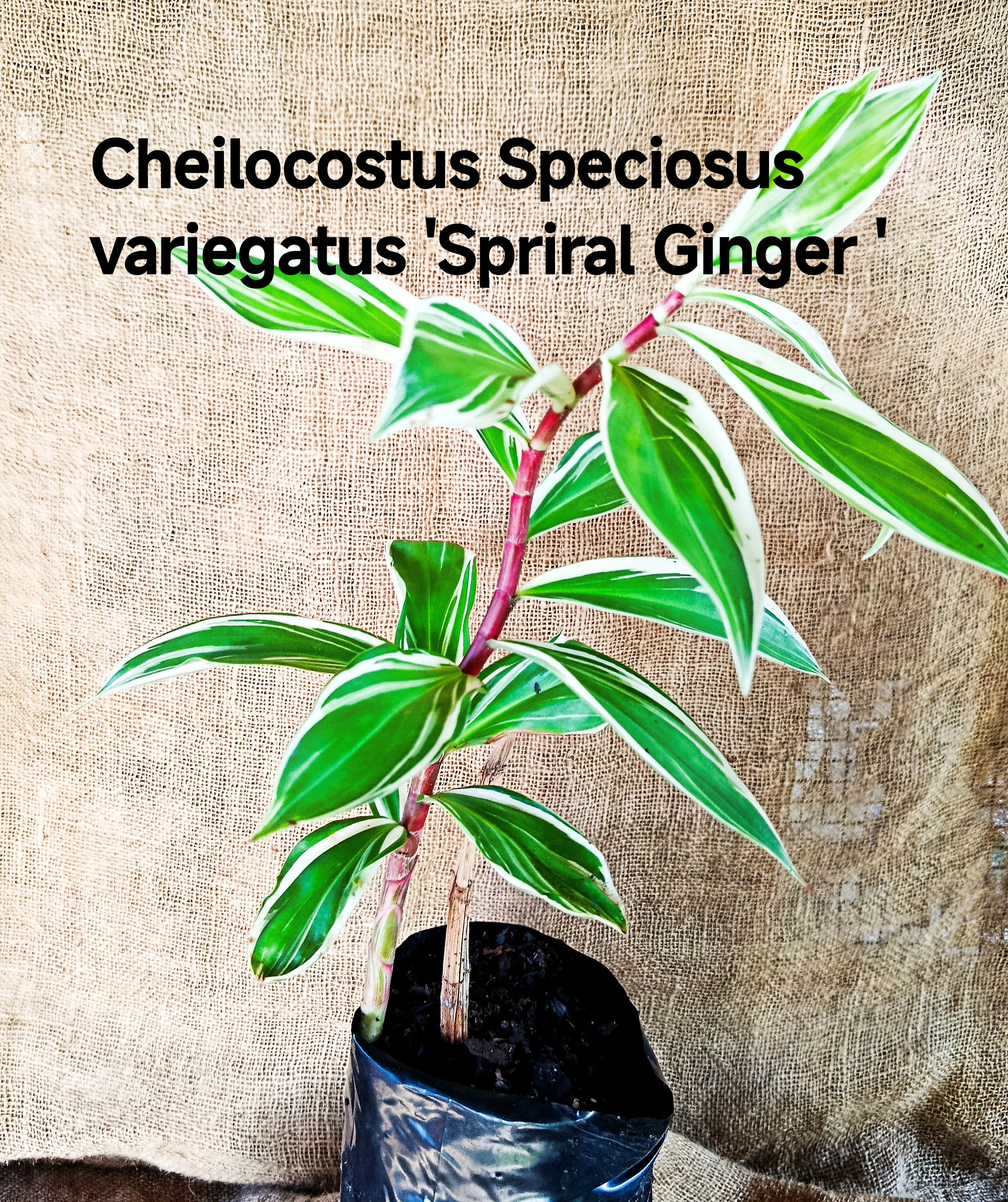 Cheilocostus Speciosus Variegatus 'Spiral Ginger '