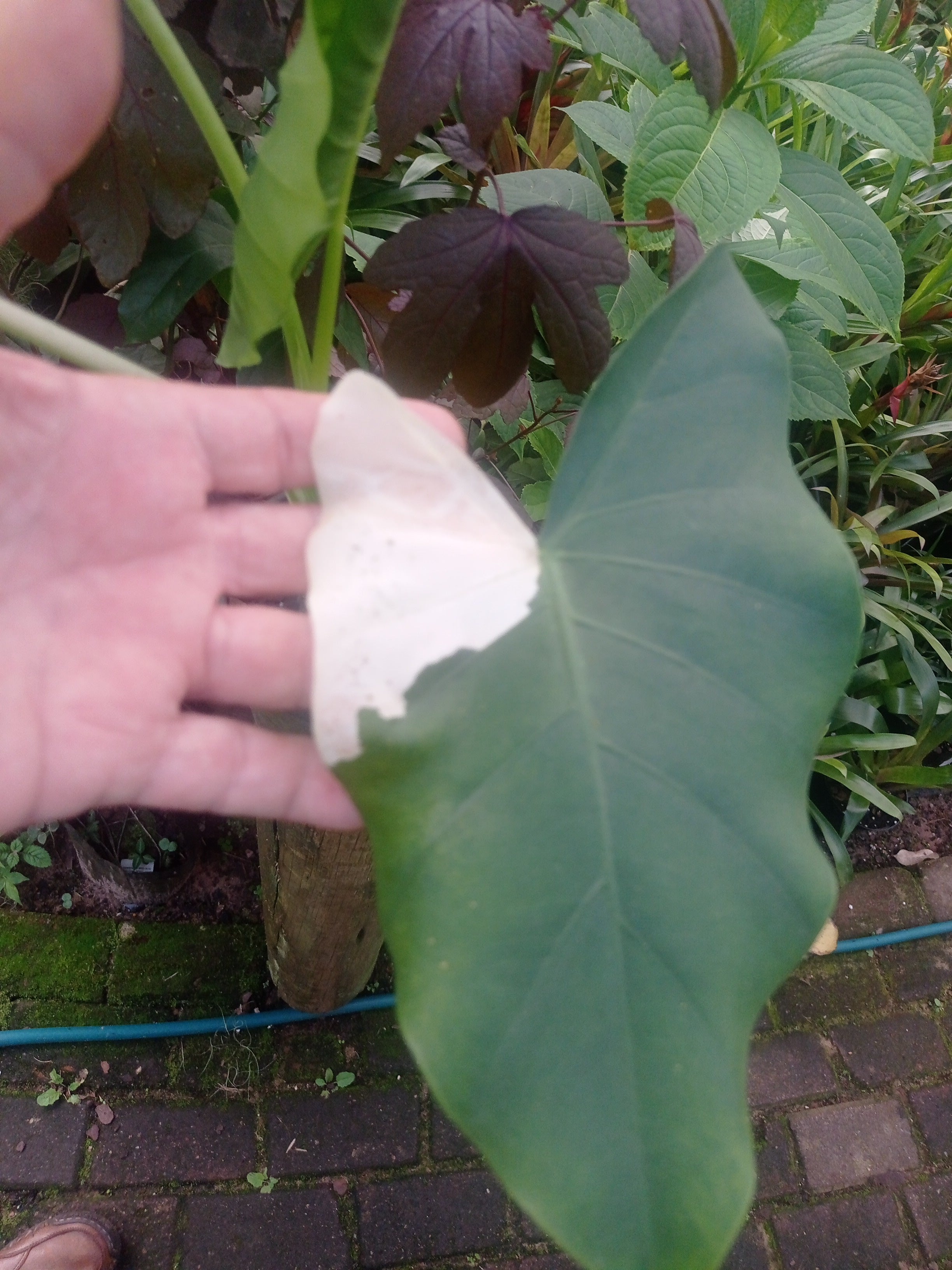 Alocasia macrorrhiza Variegata