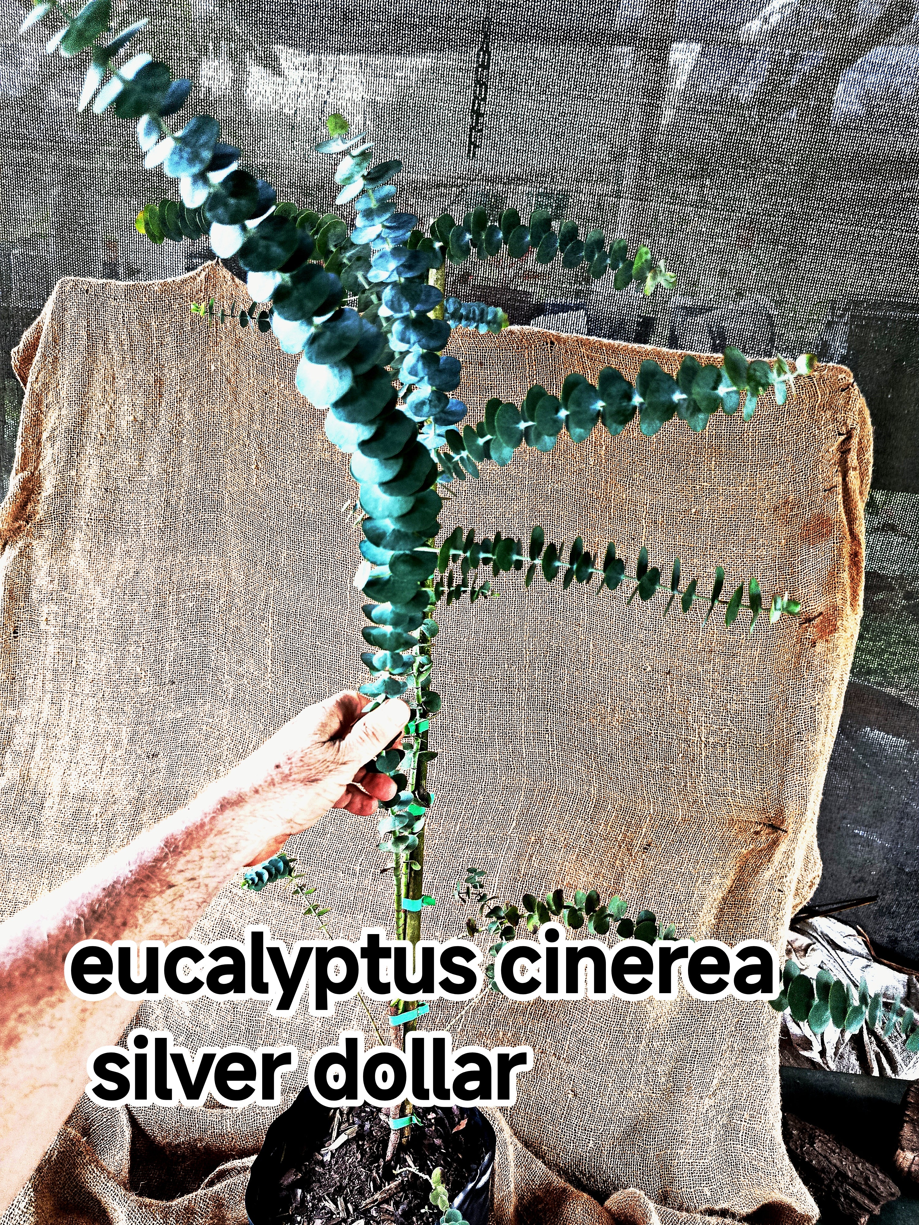 EUCALYPTUS CINEREA Silver Dollar Tree