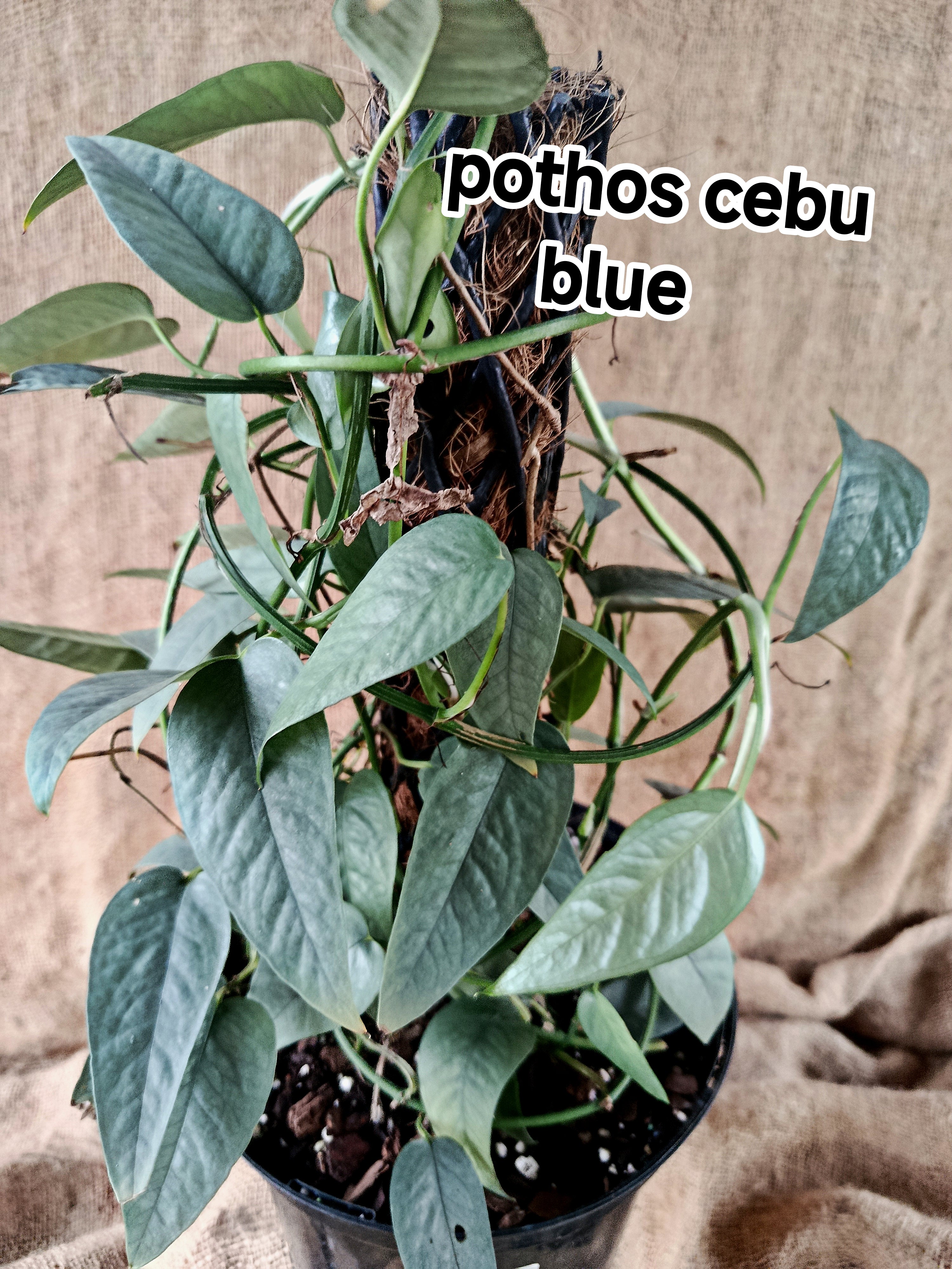 pothos cebu blue