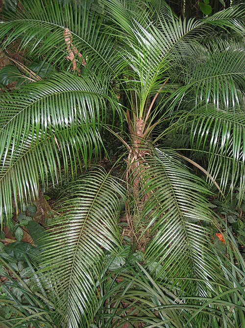 weddelliana palm