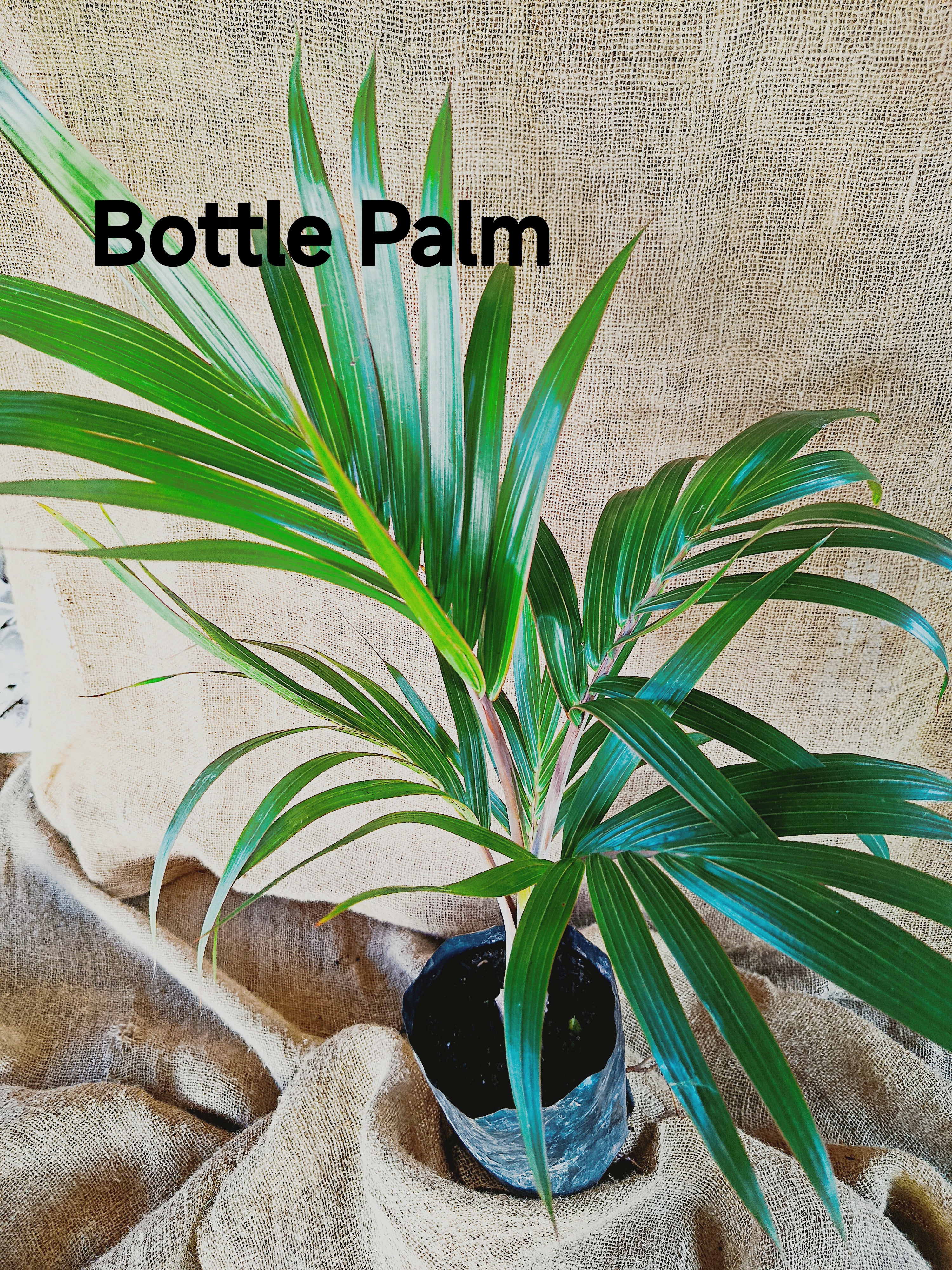 Hyophorbe lagenicaulis (Bottle Palm)