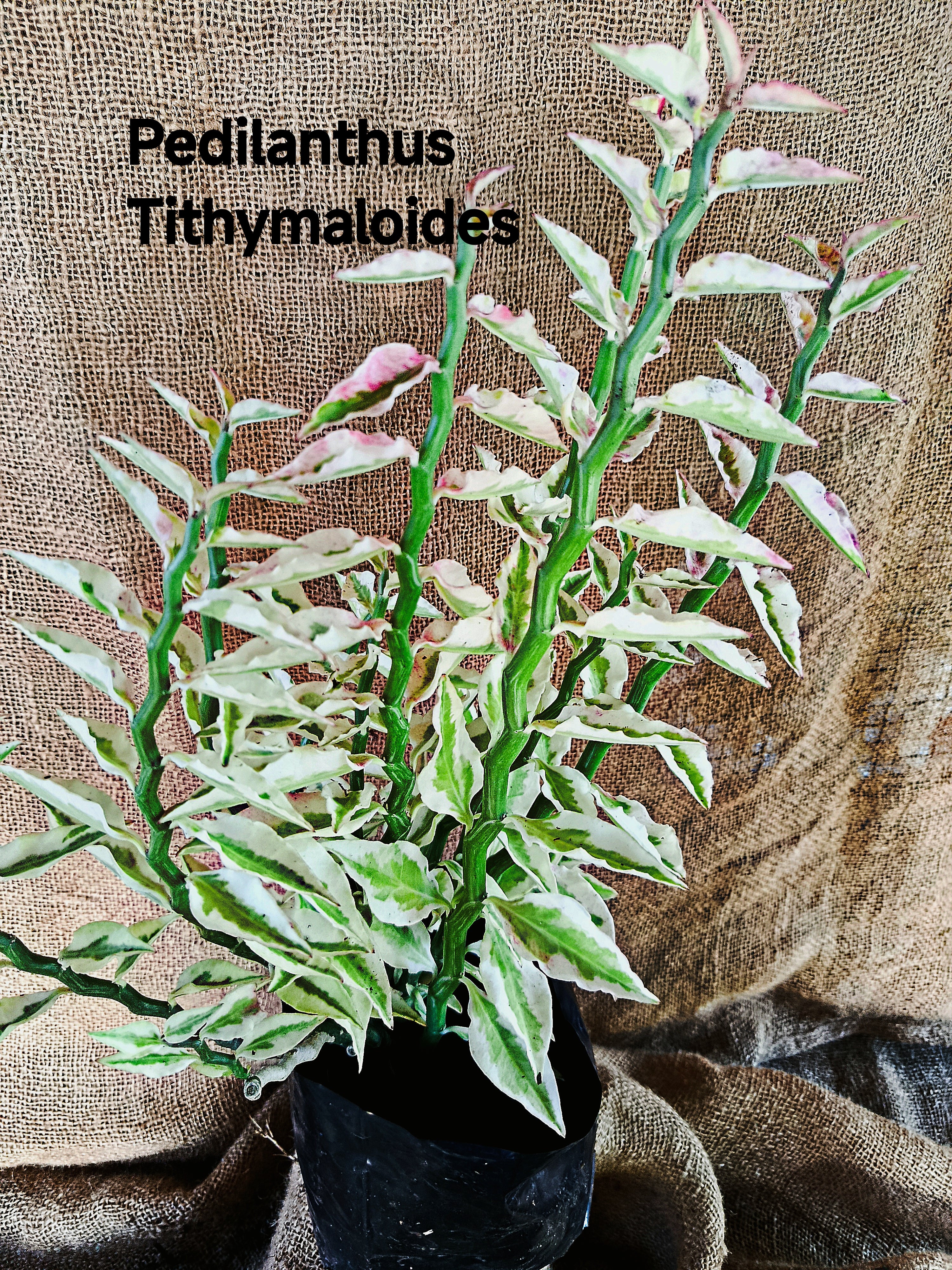 Pedilanthus Tithymaloides