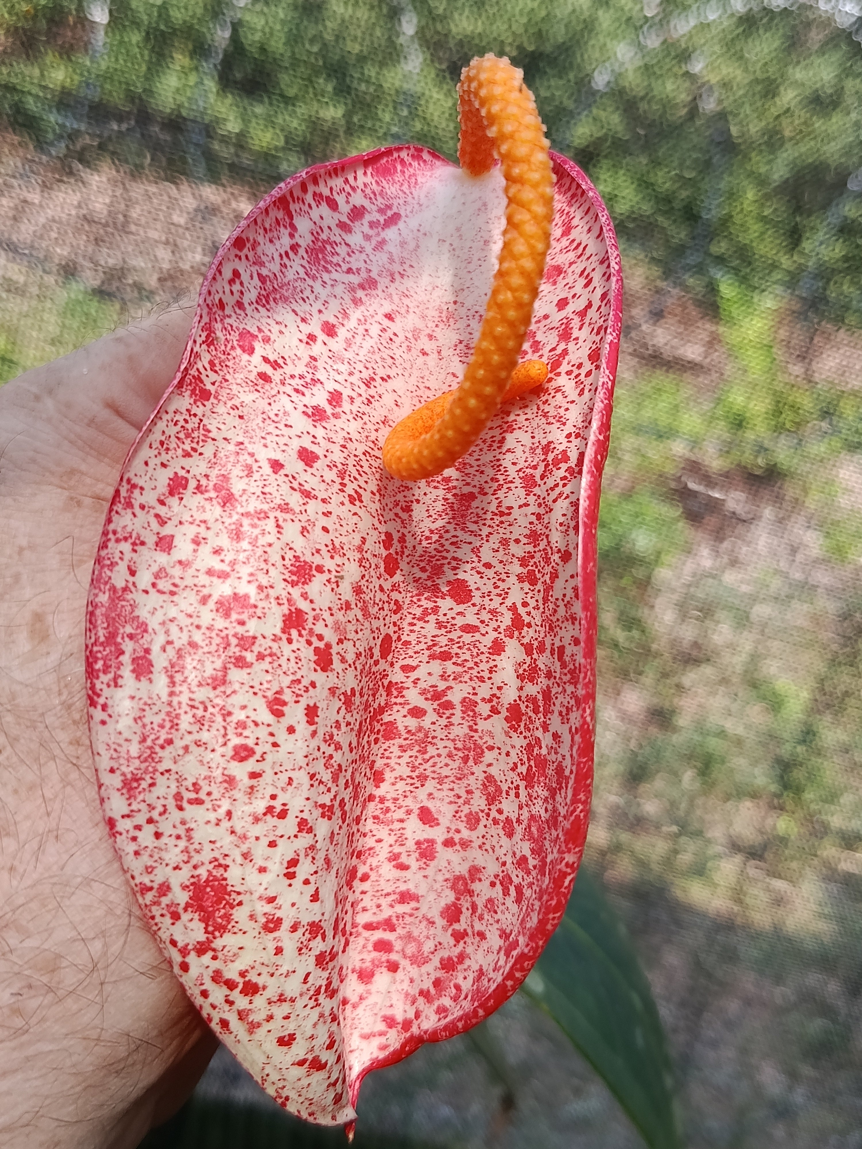 Anthurium pigtail marble chip