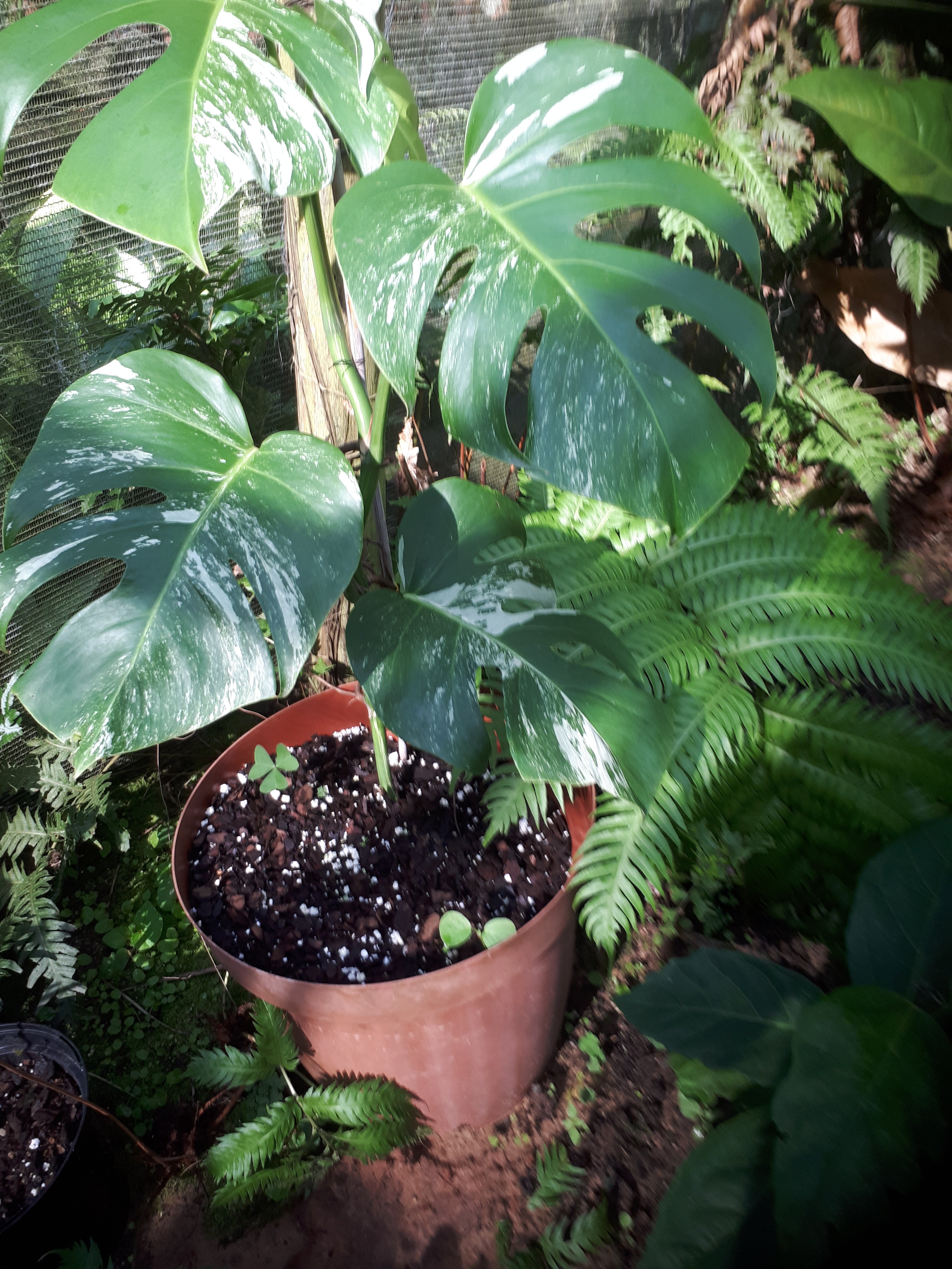 Monstera deliciosa borgsiana 'Albo'