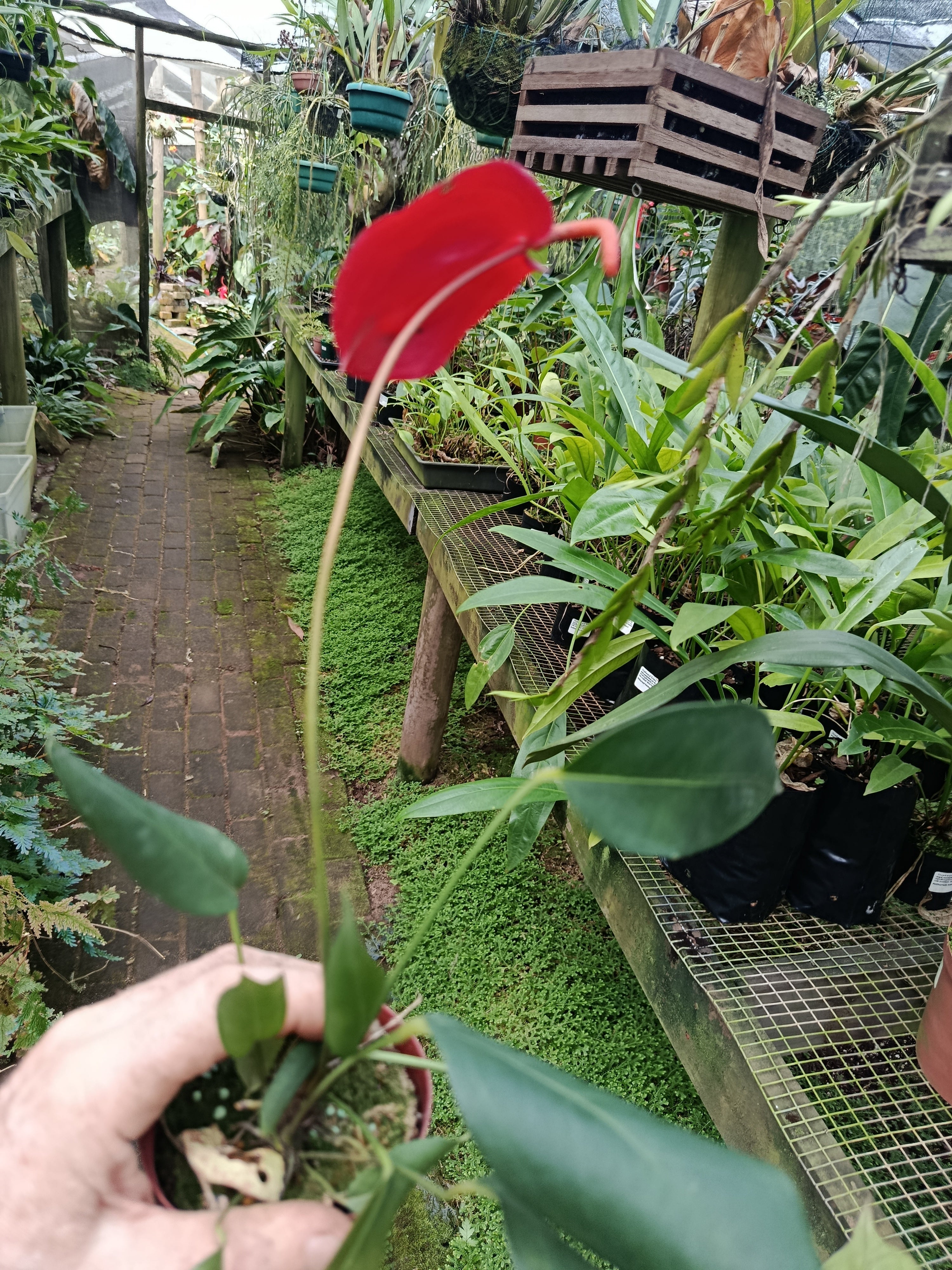 Anthurium pigtail red