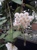 Hoya Lacunosa Royal Flush