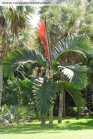 Chambeyronia macrocarpa 'Flamethrower Palm'