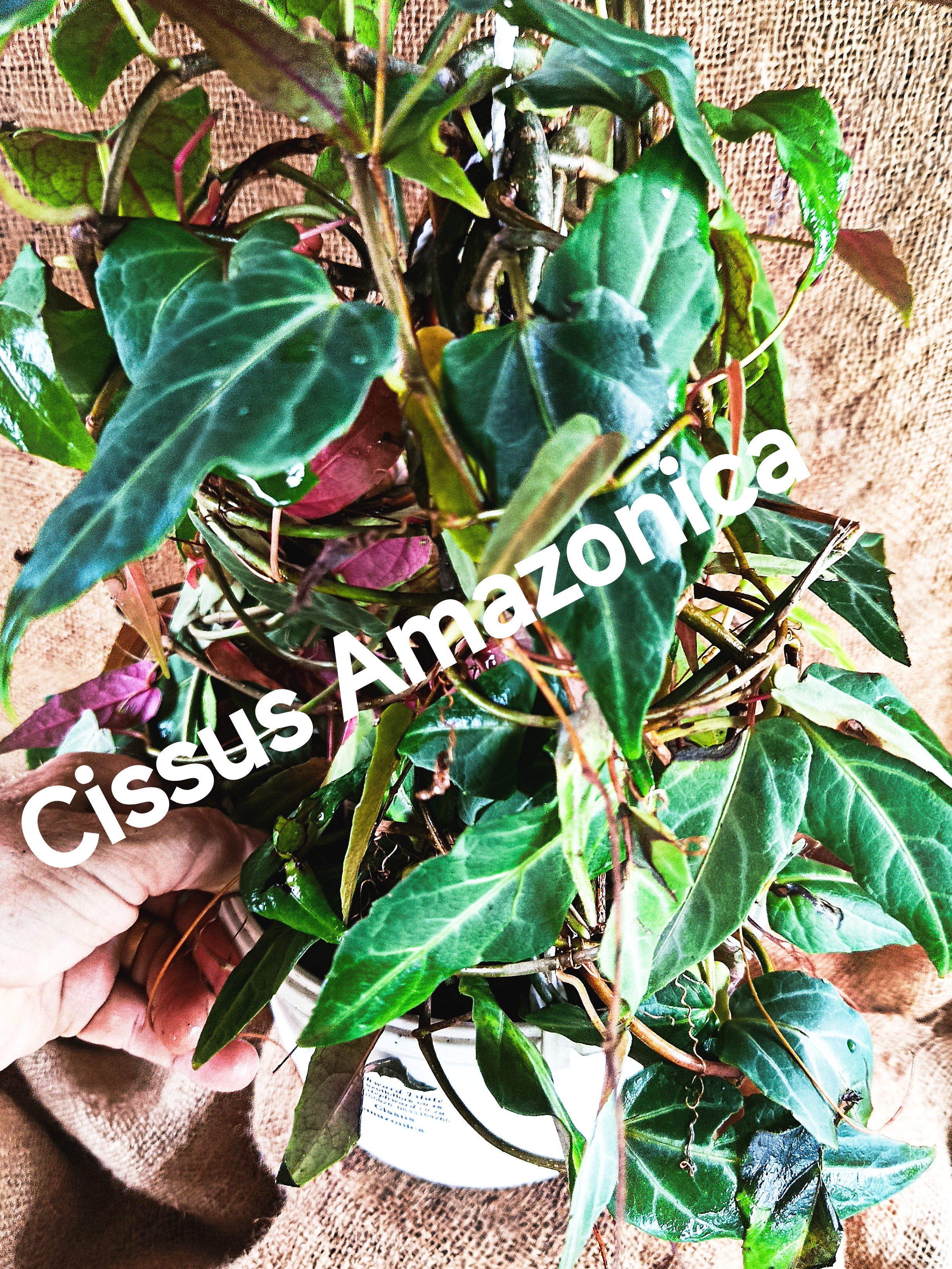 Cissus amazonia