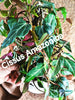Cissus amazonia