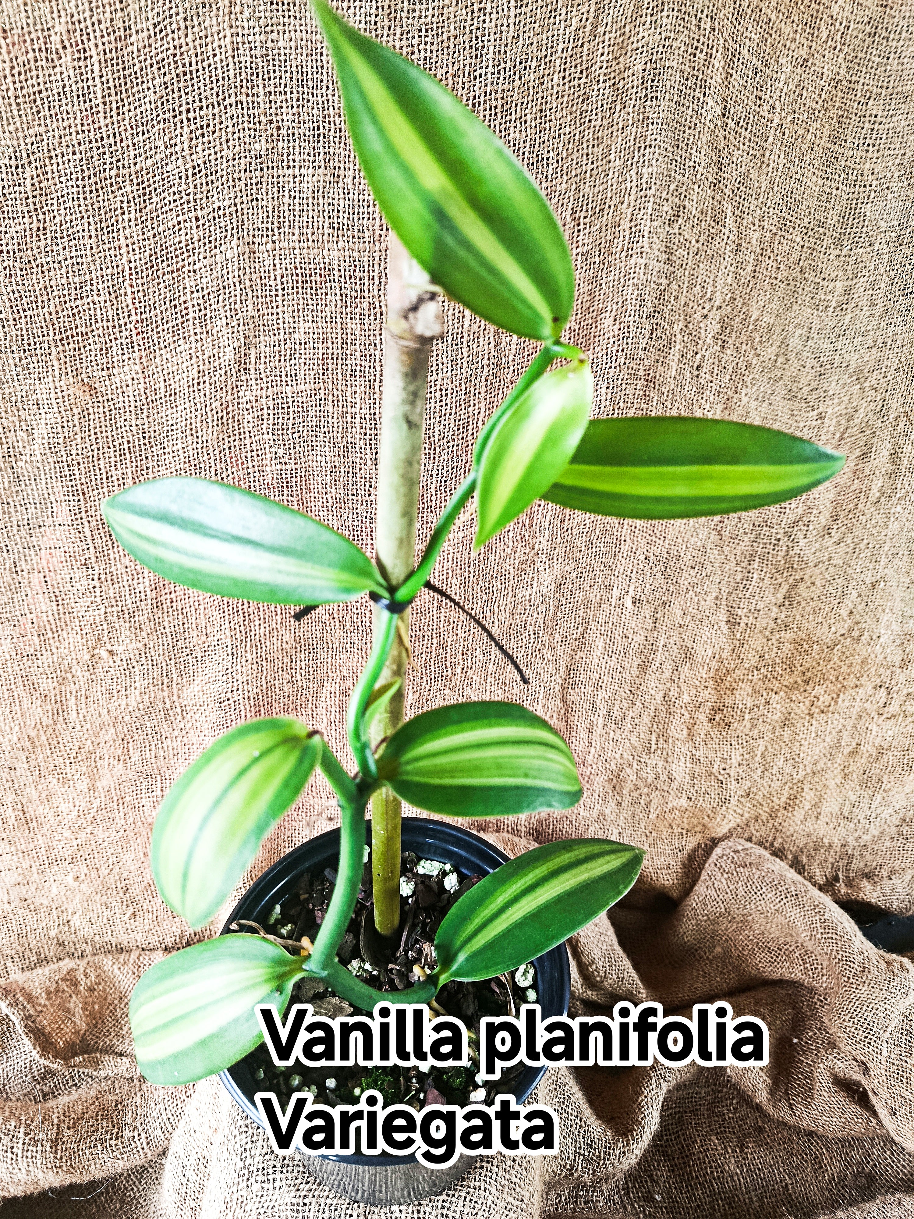 Vanilla planifolia Variegata