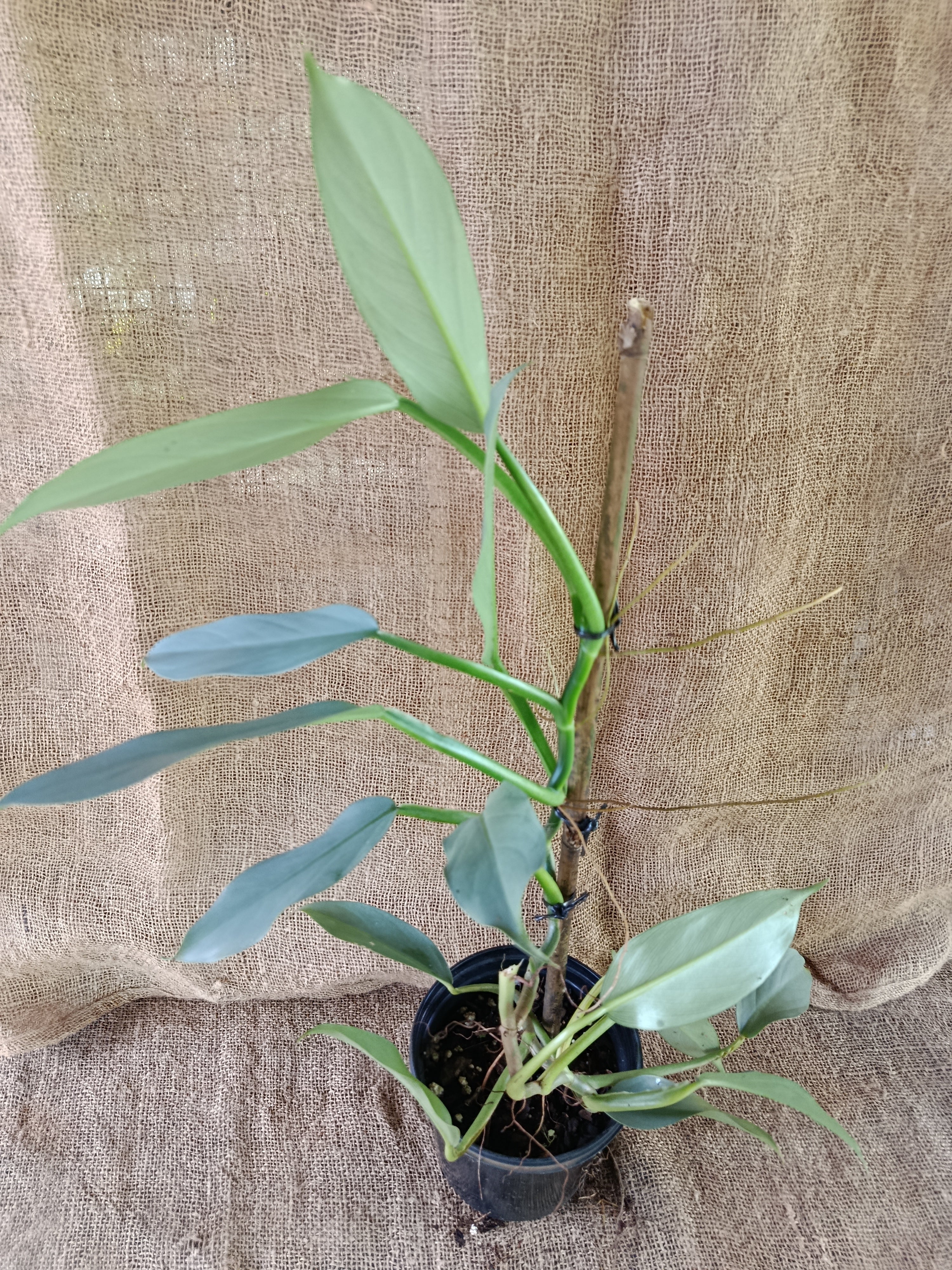 Philodendron hastatum