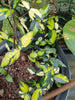 Trachelospermum asiaticum Summer Sunset