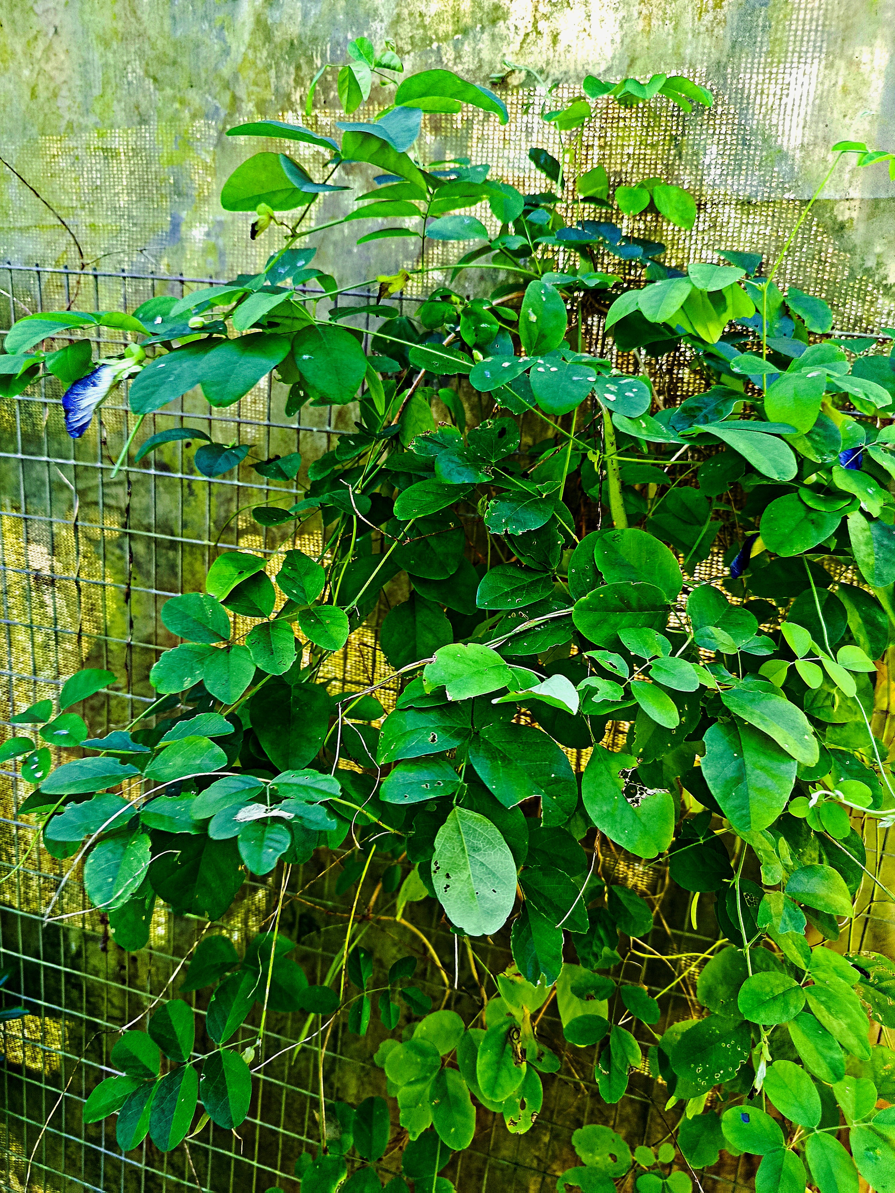 Clitoria Ternatea ( Butterfly Pea)