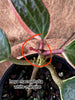 Hoya marophyii white margin