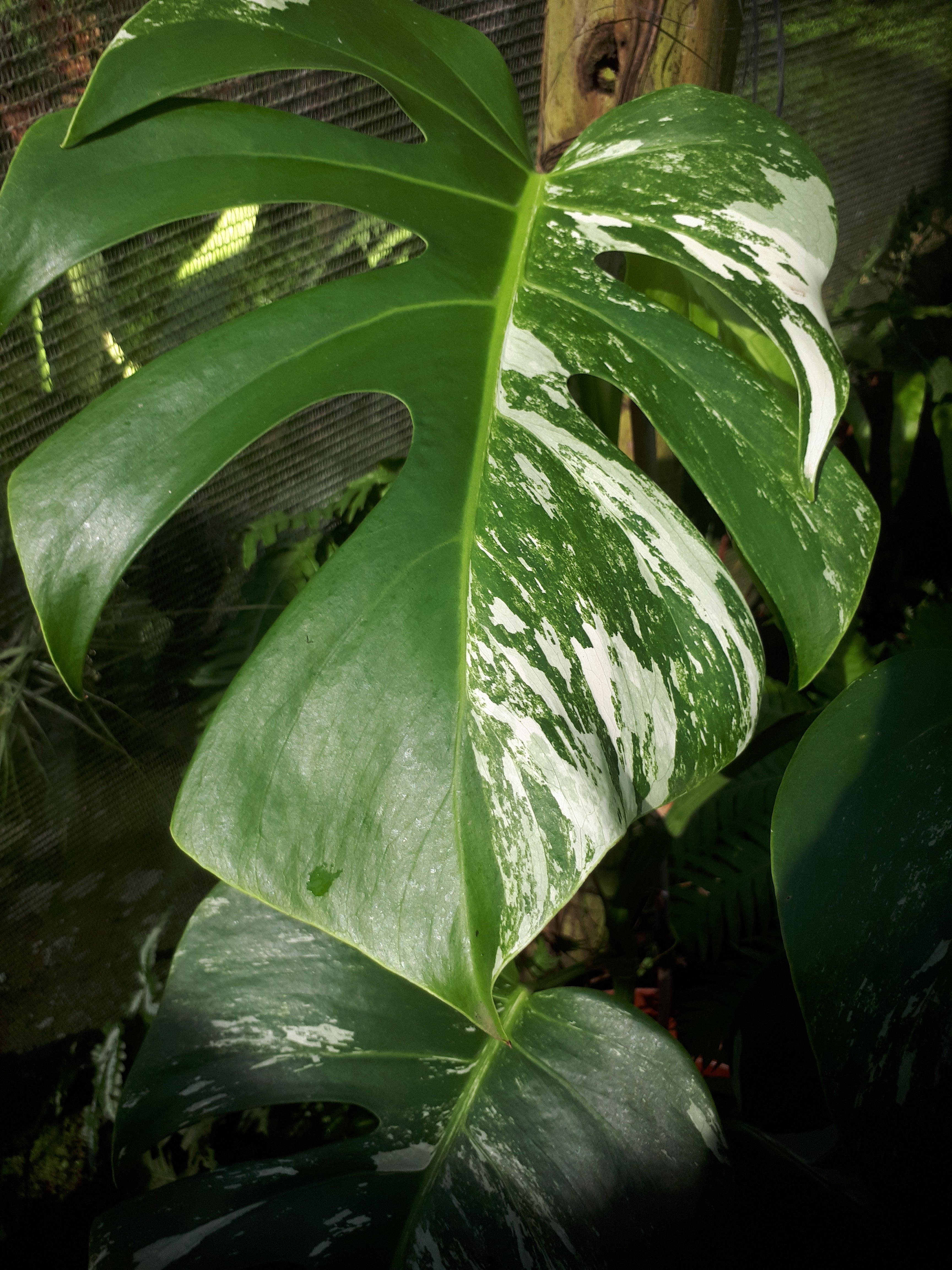 Monstera deliciosa borgsiana 'Albo'