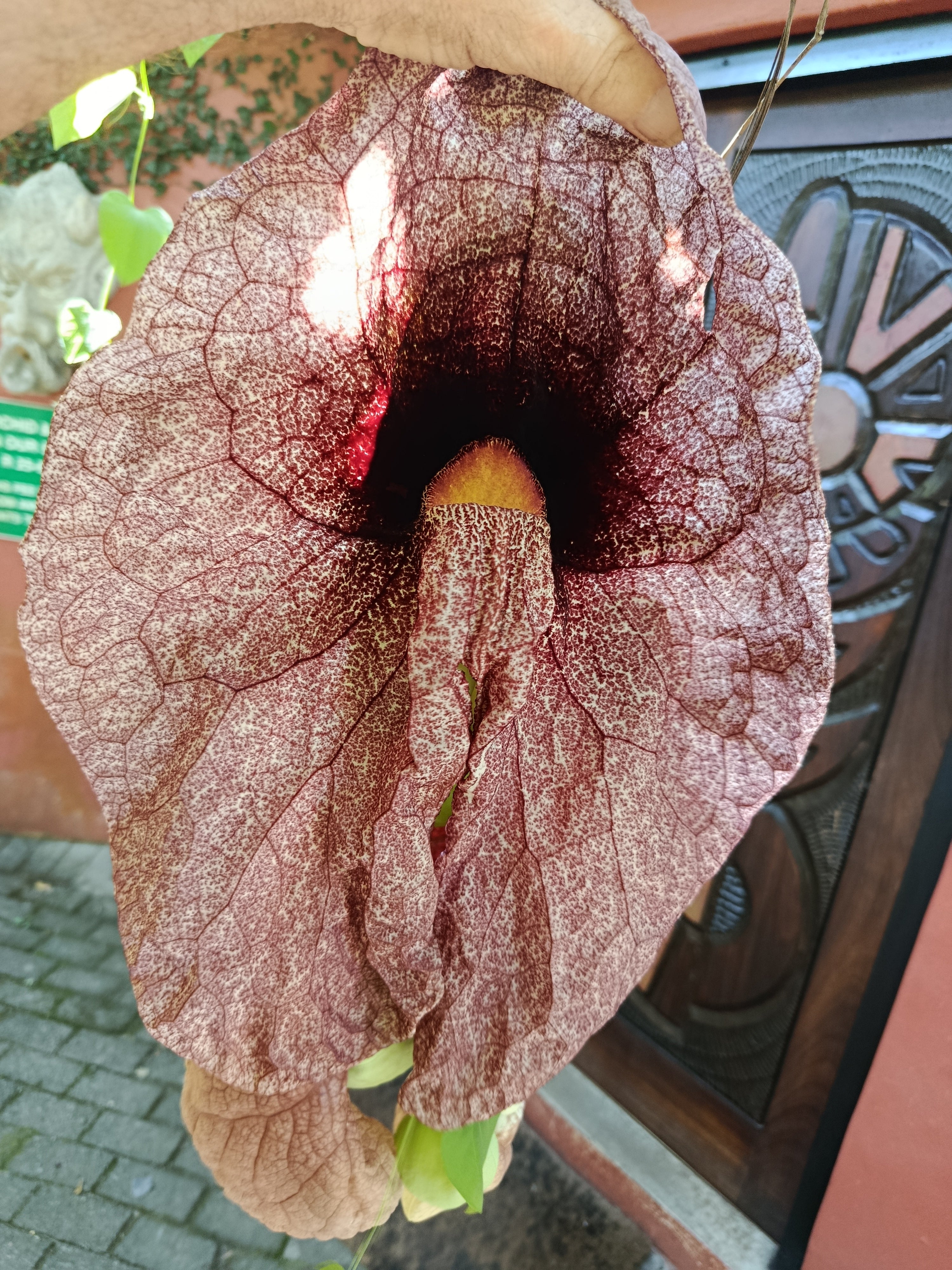 Seed Aristolochia gigantea