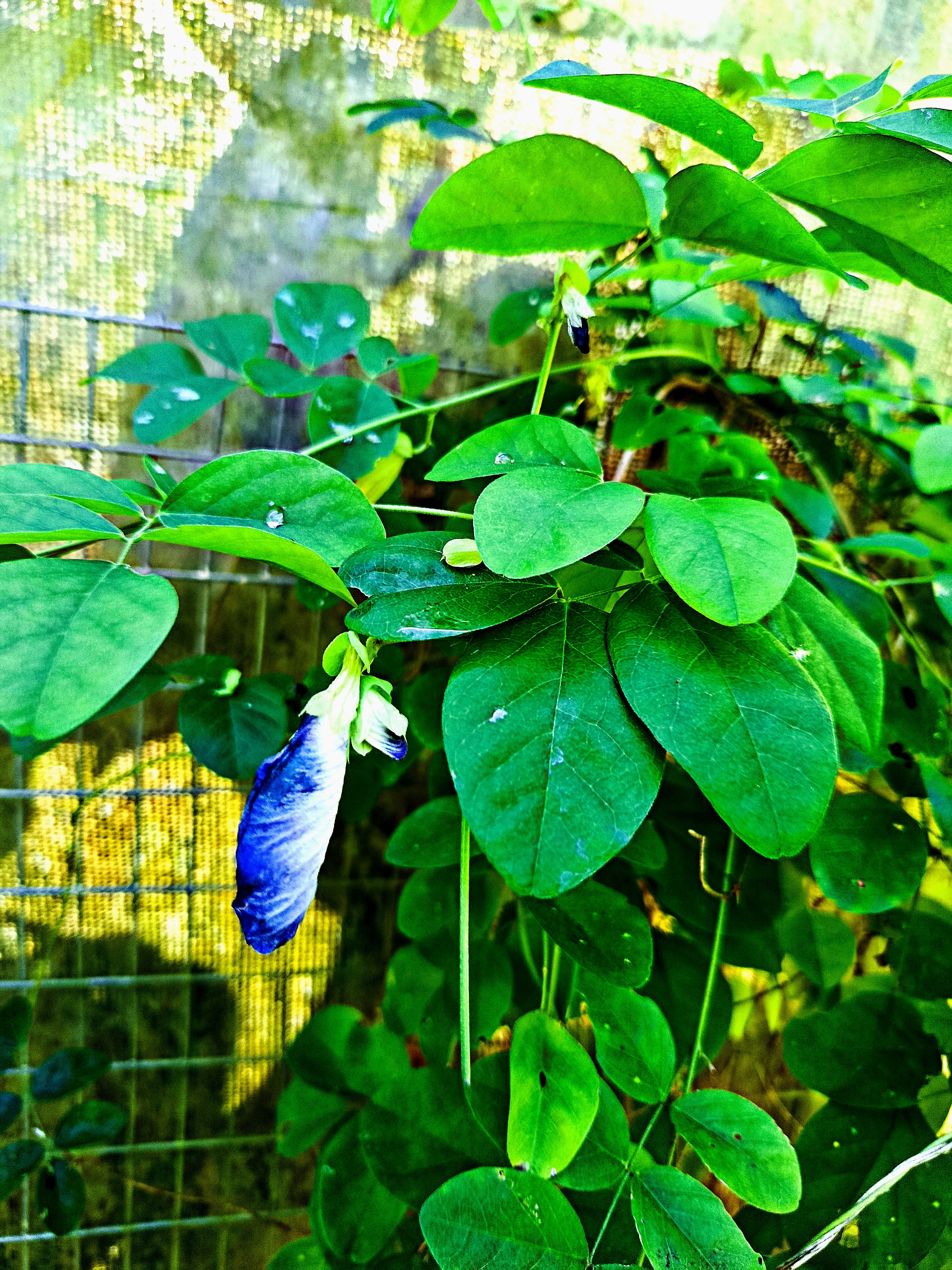 Clitoria Ternatea ( Butterfly Pea)
