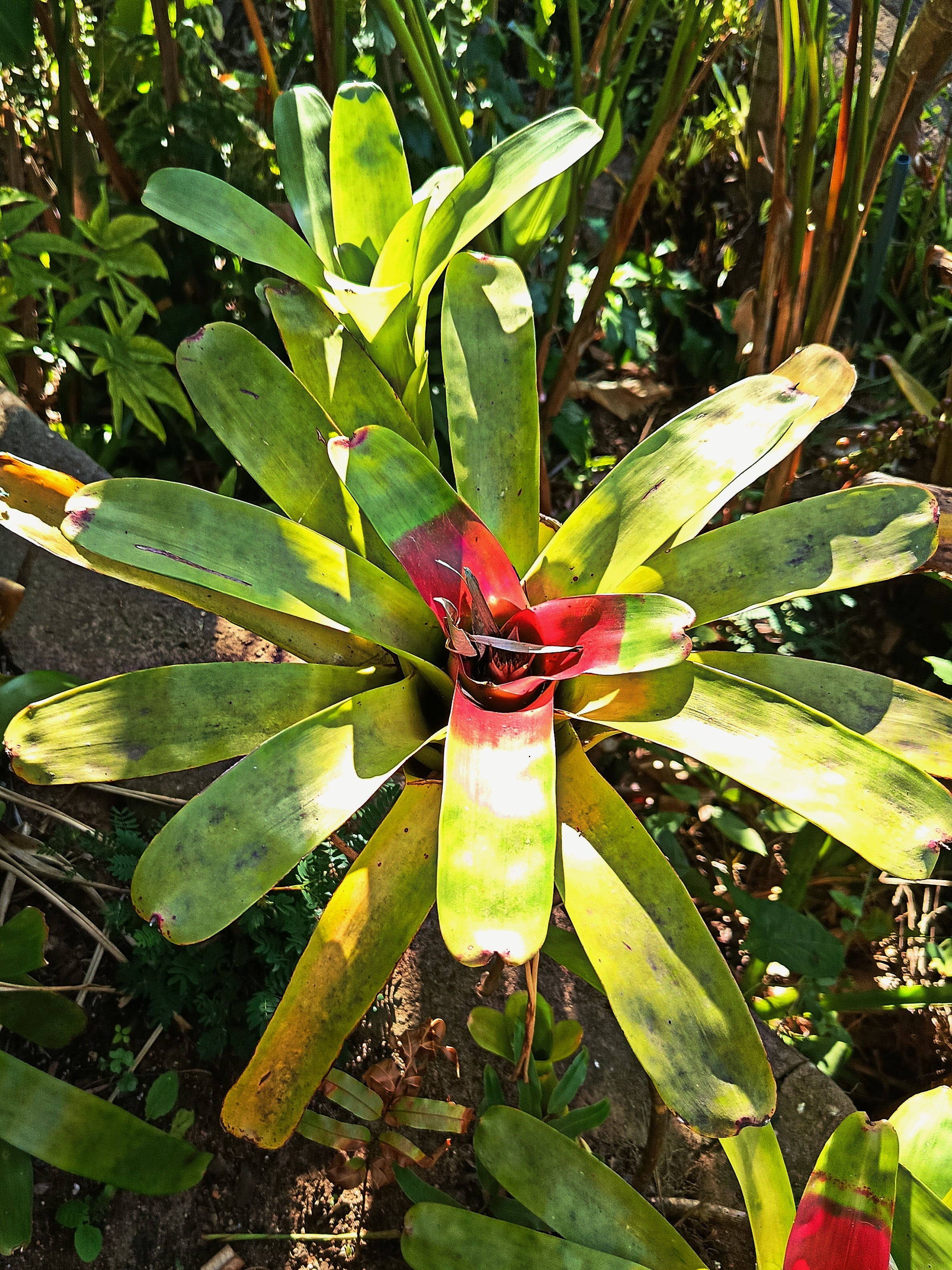 Bromeliad Neoregelia Compacta