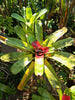 Bromeliad Neoregelia Compacta