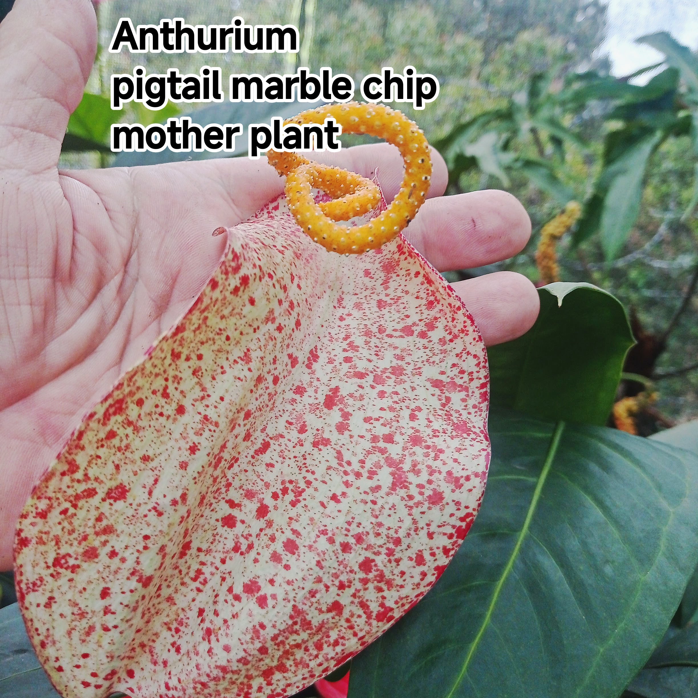 Anthurium pigtail marble chip