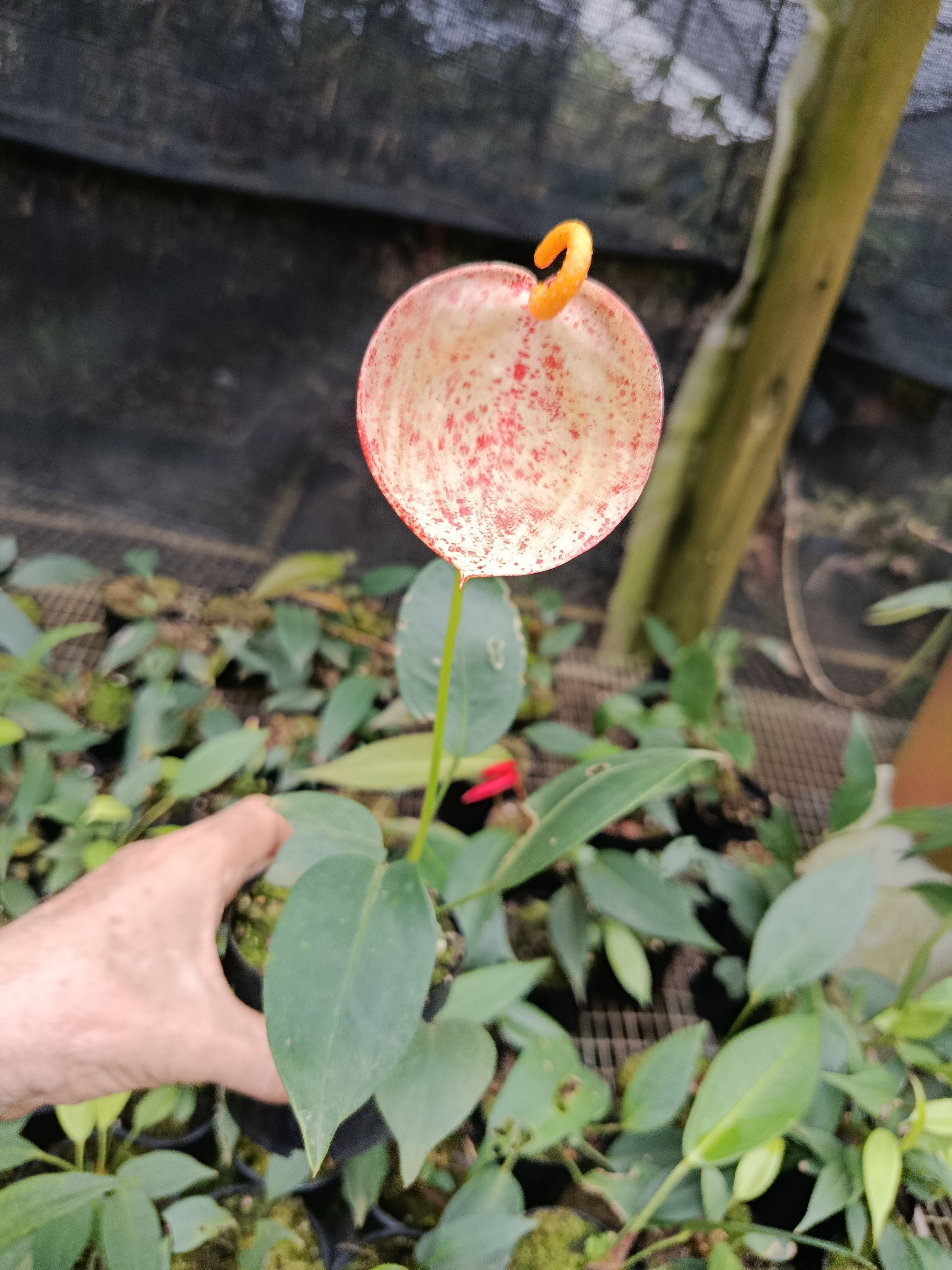 Anthurium pigtail marble chip