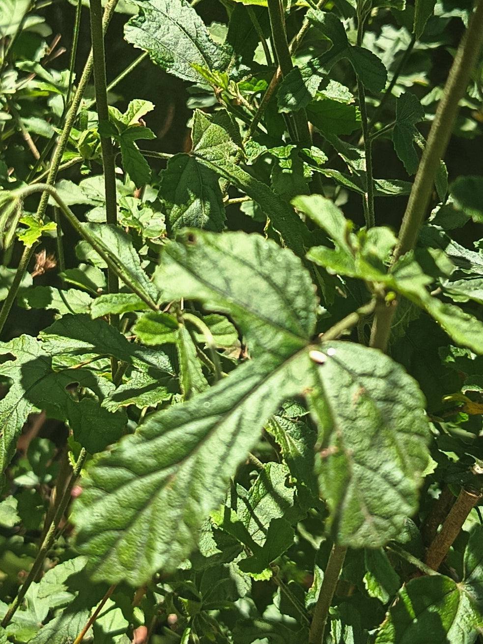 Hibiscus pedunculatus