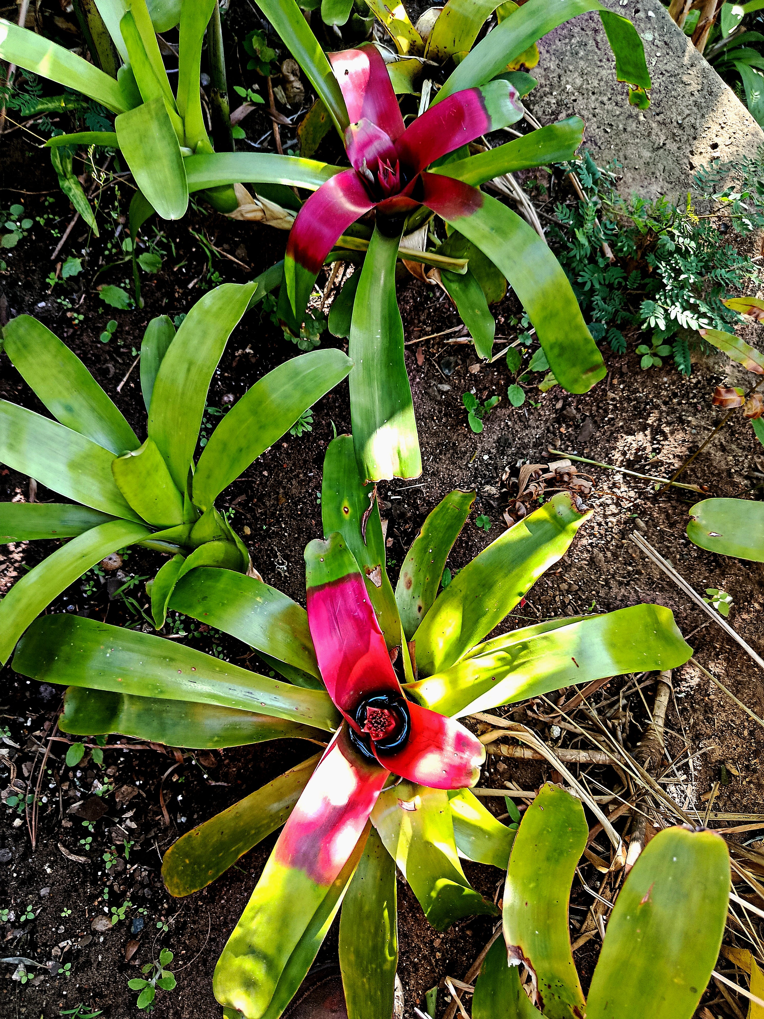Bromeliad Neoregelia Compacta