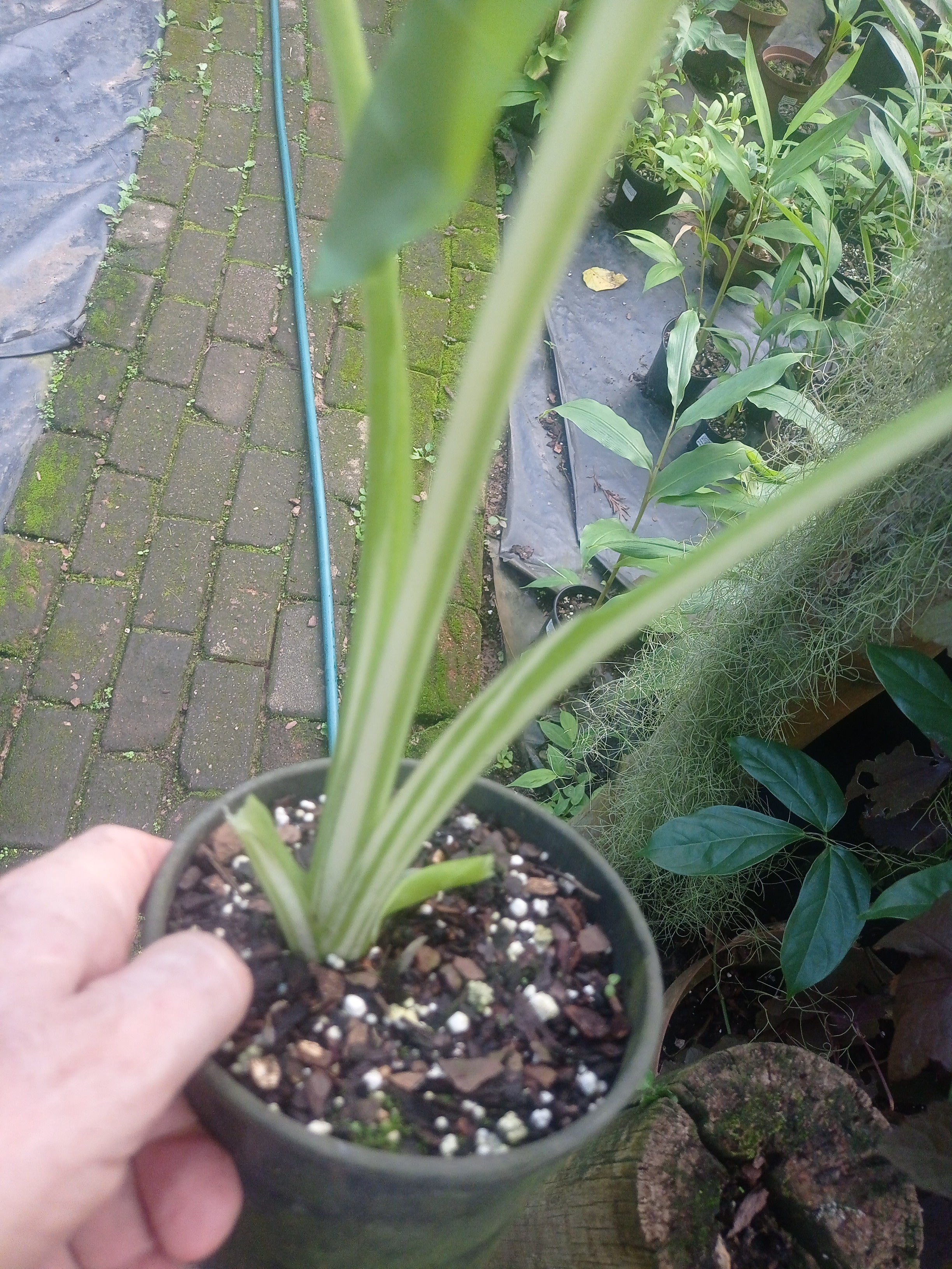 Alocasia macrorrhiza Variegata