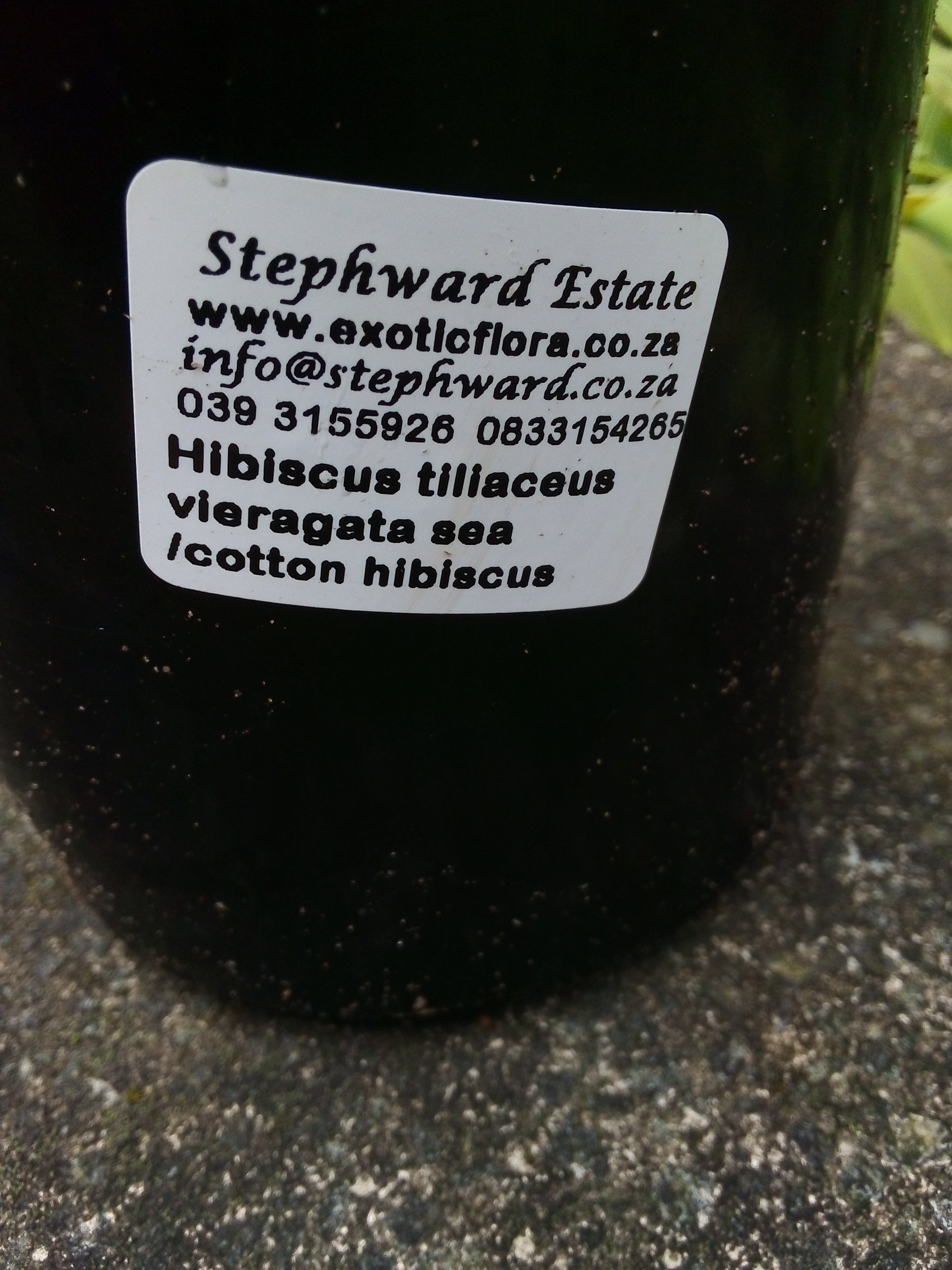 Hibiscus tiliaceus variegated