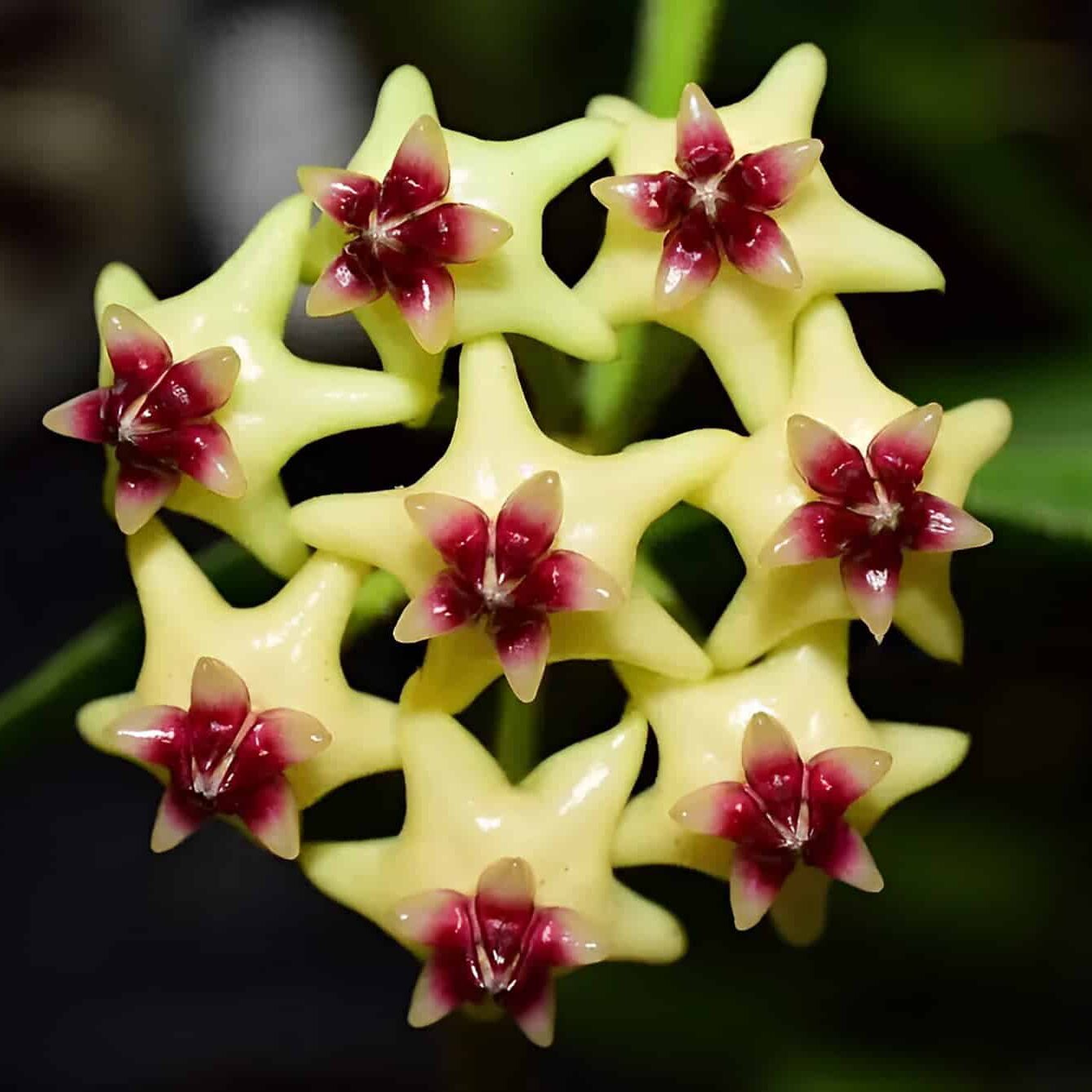 Hoya Densifolia