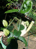 Hoya fungii