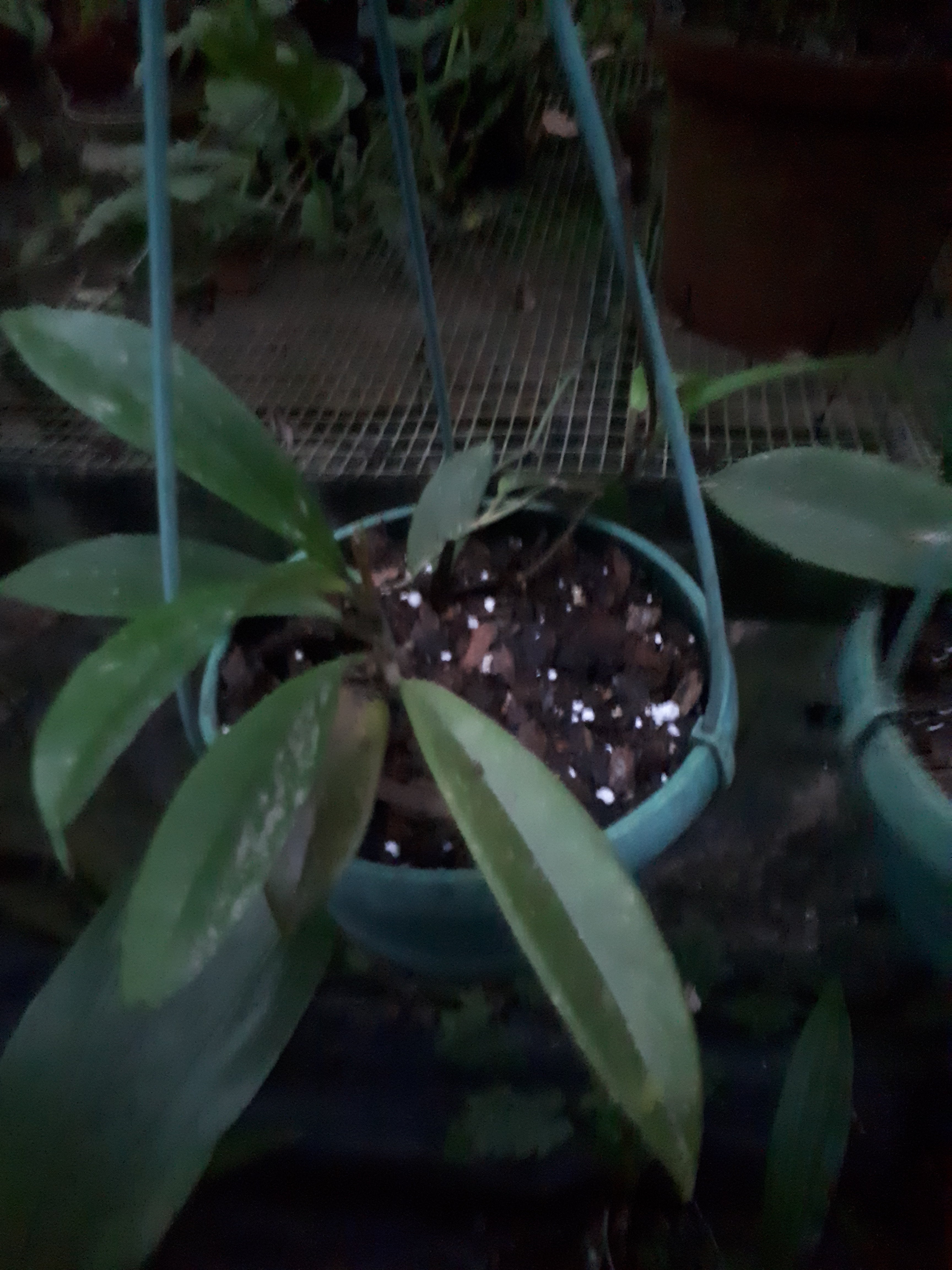 Hoya carnosa dark pink in baskets