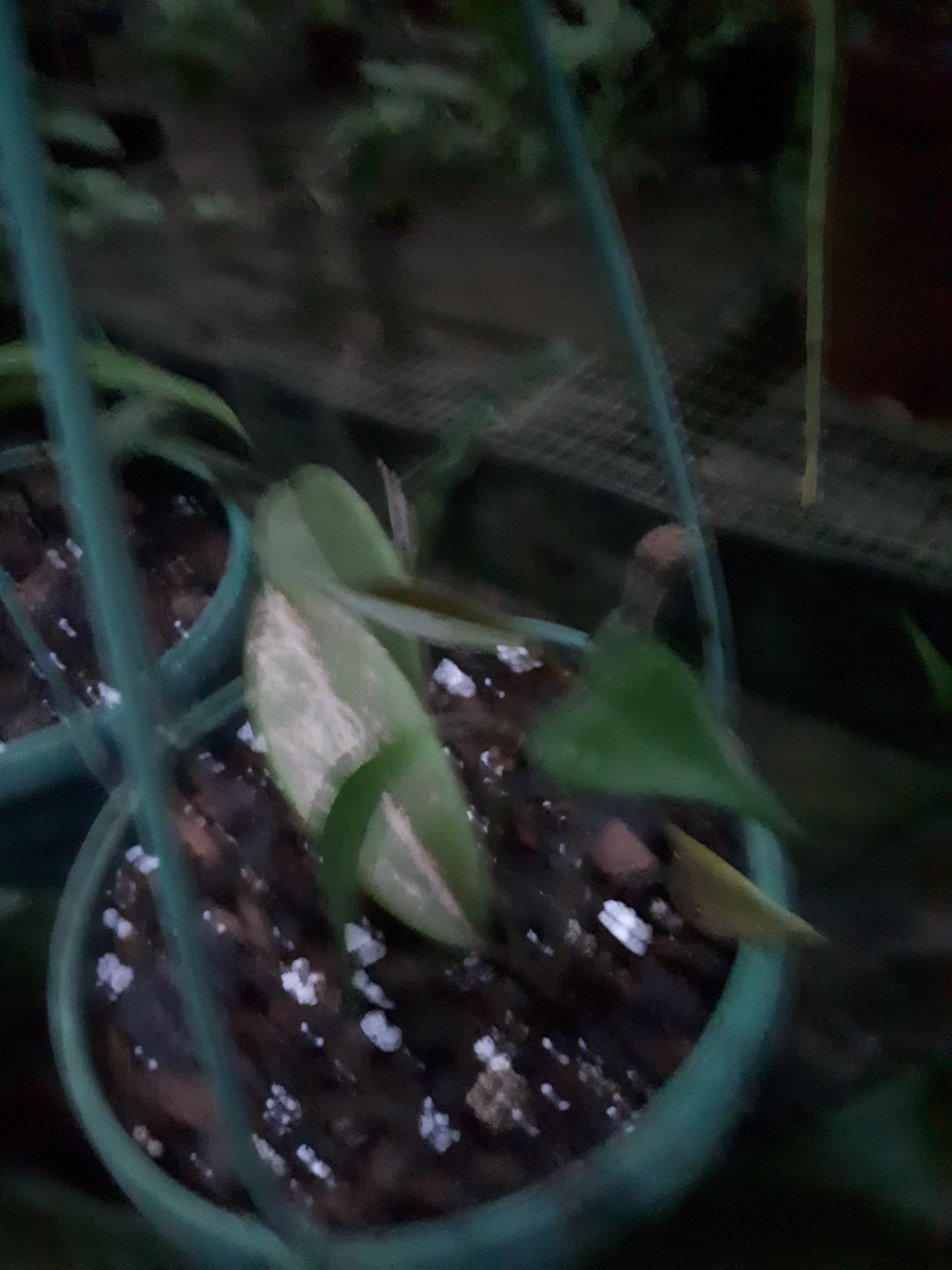 Hoya carnosa dark pink in baskets