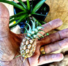 Bromeliad Ananas comosus var. microstachys (Dwarf Pineapple)