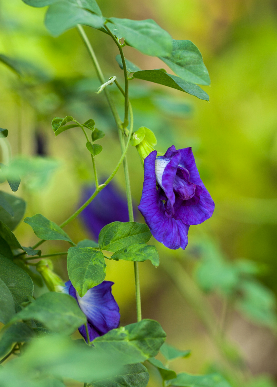 Clitoria Ternatea ( Butterfly Pea)