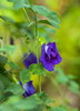 Clitoria Ternatea ( Butterfly Pea)