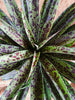 Mangave 'Pineapple express'
