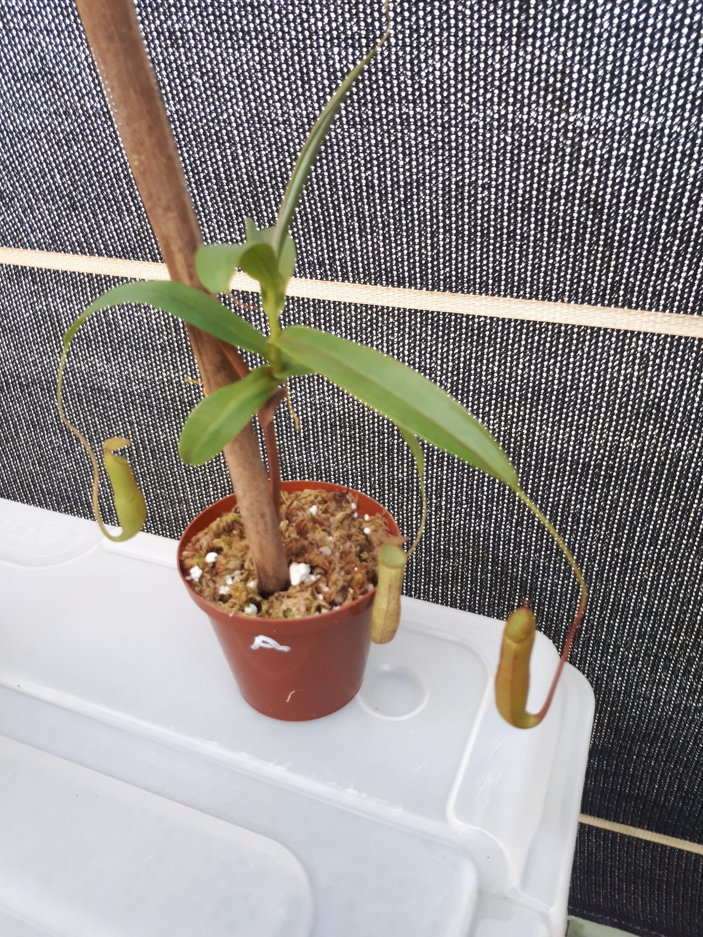 Nepenthes rooted top cutting item A