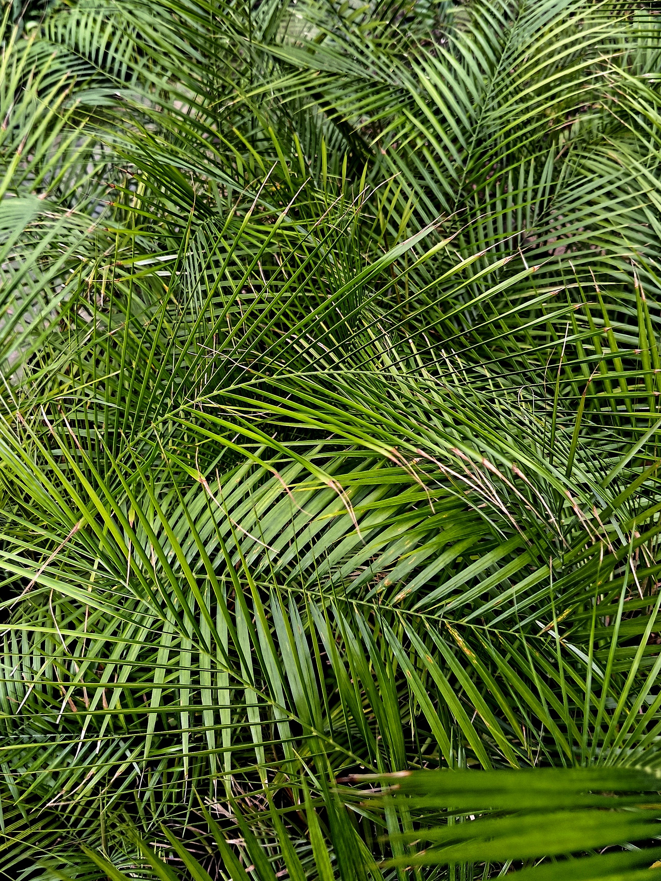 weddelliana palm