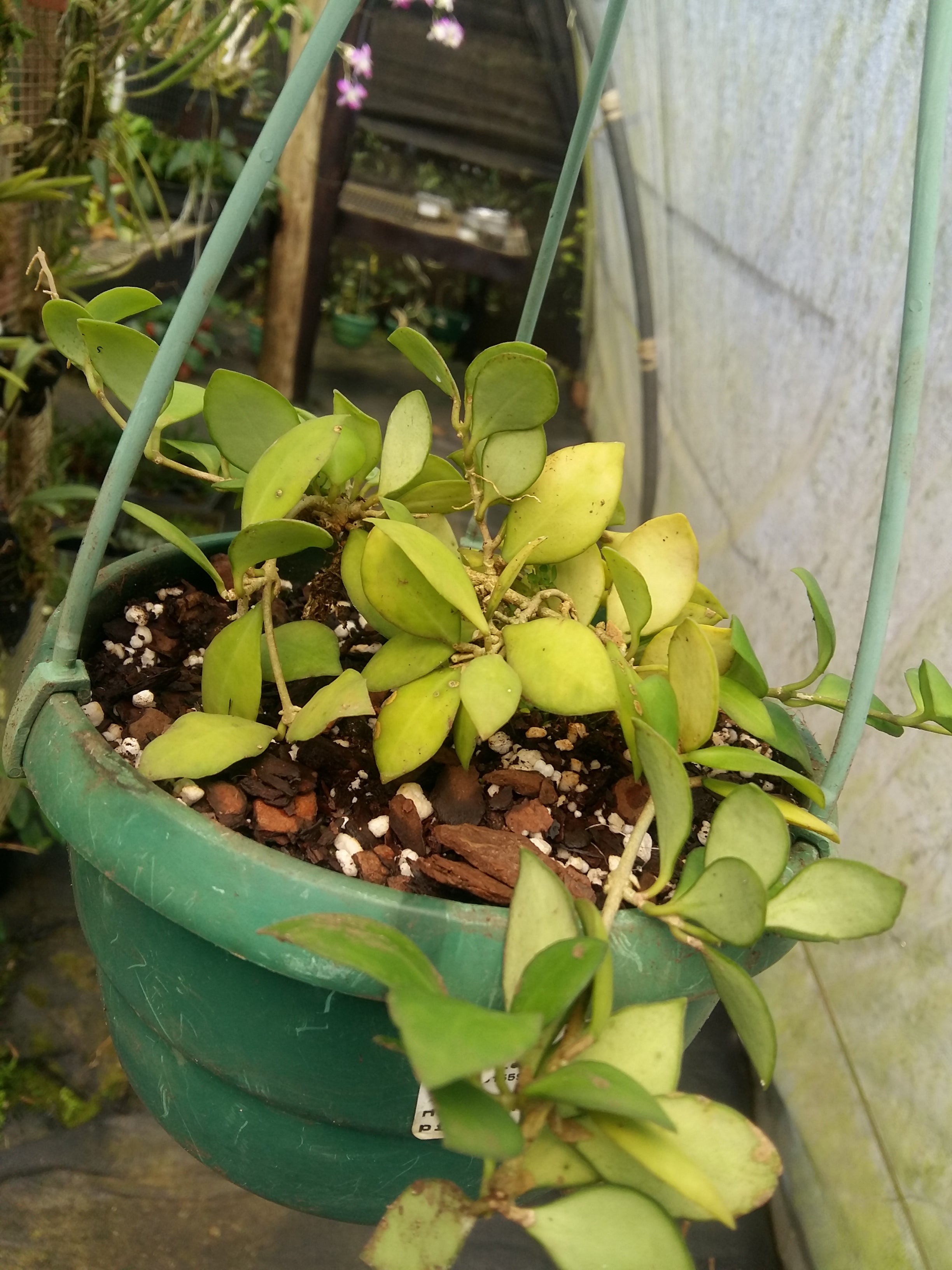 Hoya heuschkeliana ( pink)