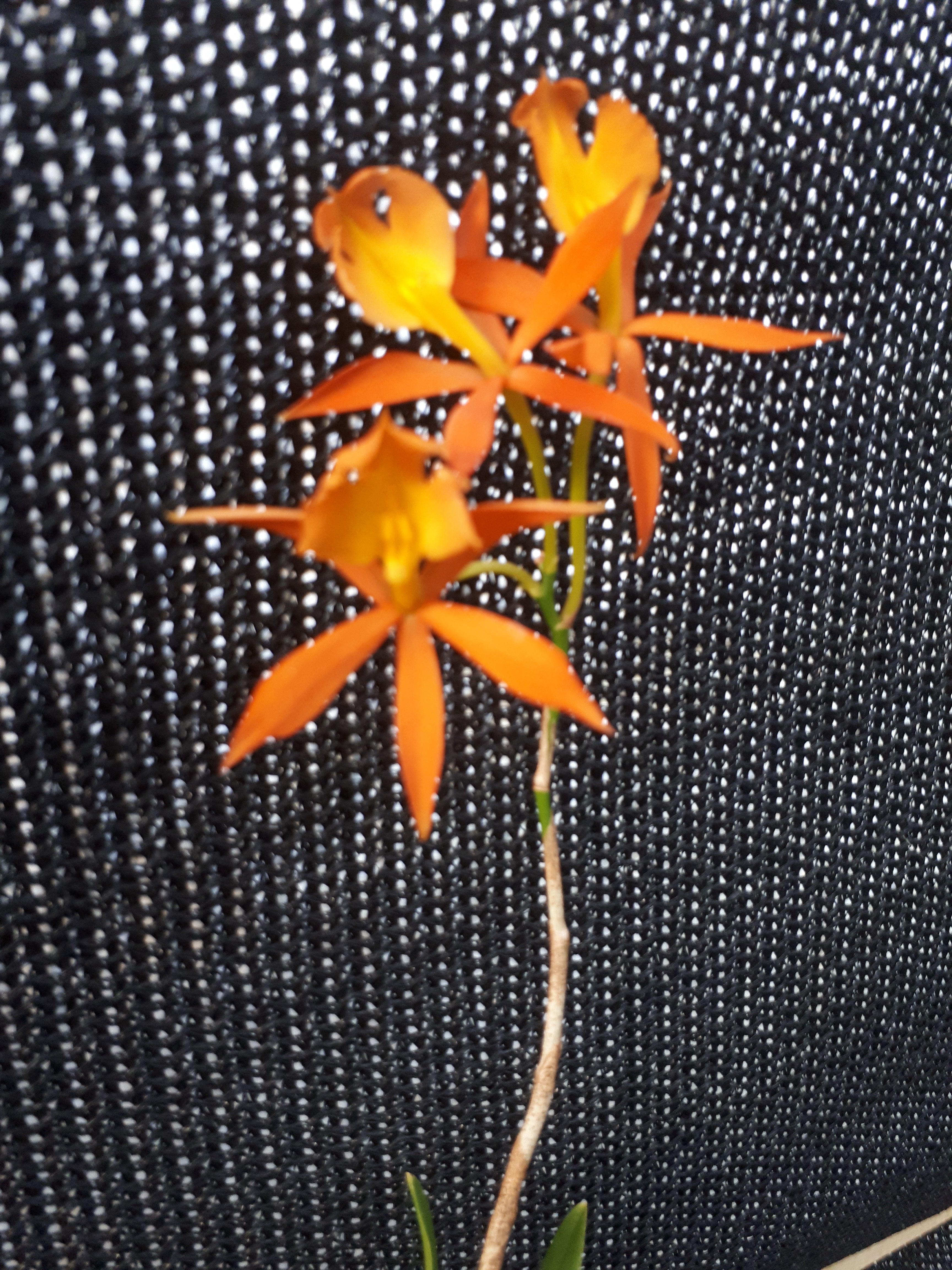 Brassoepidendrum Orchidglade.