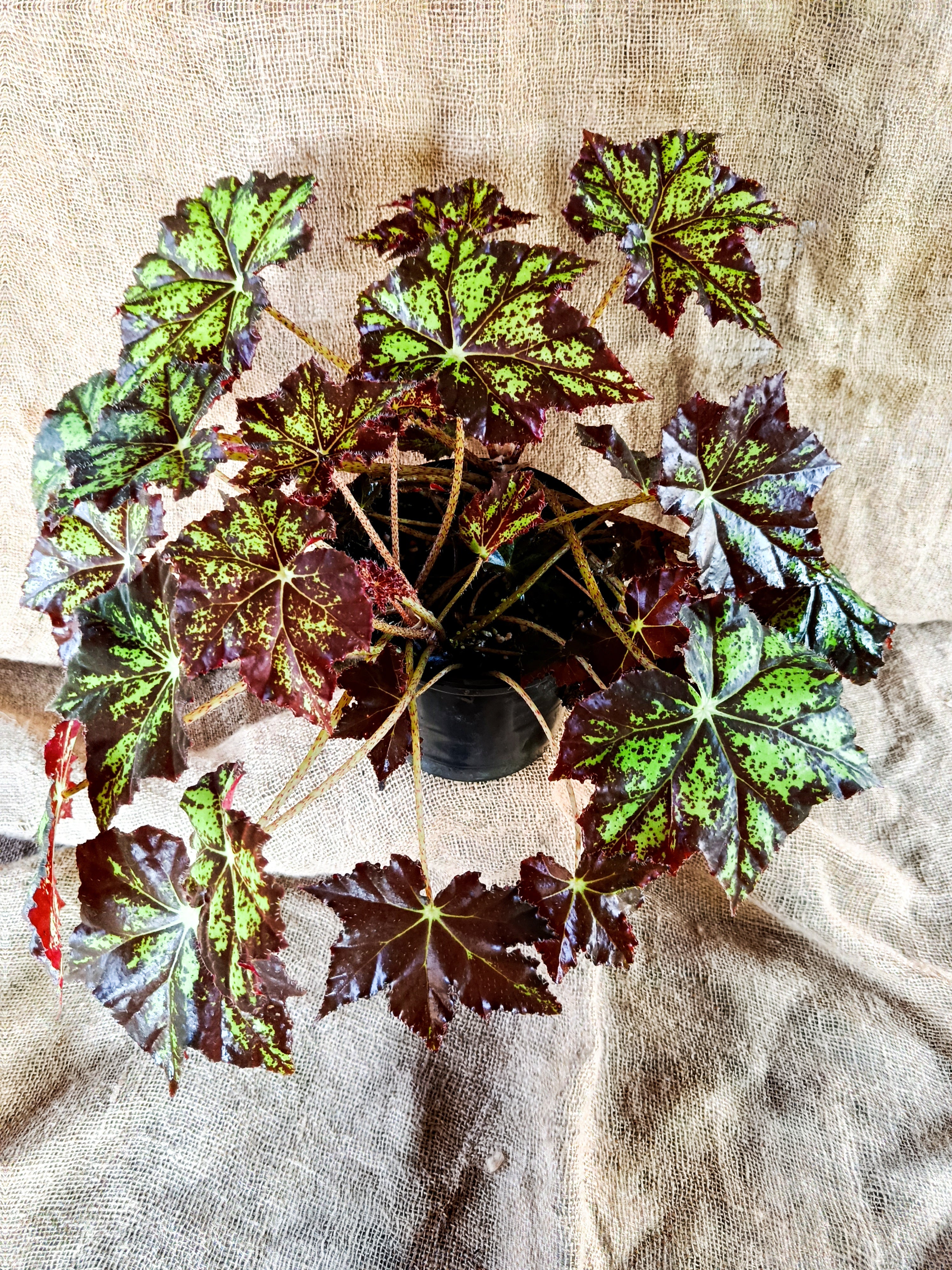 Begonia Cleopatra
