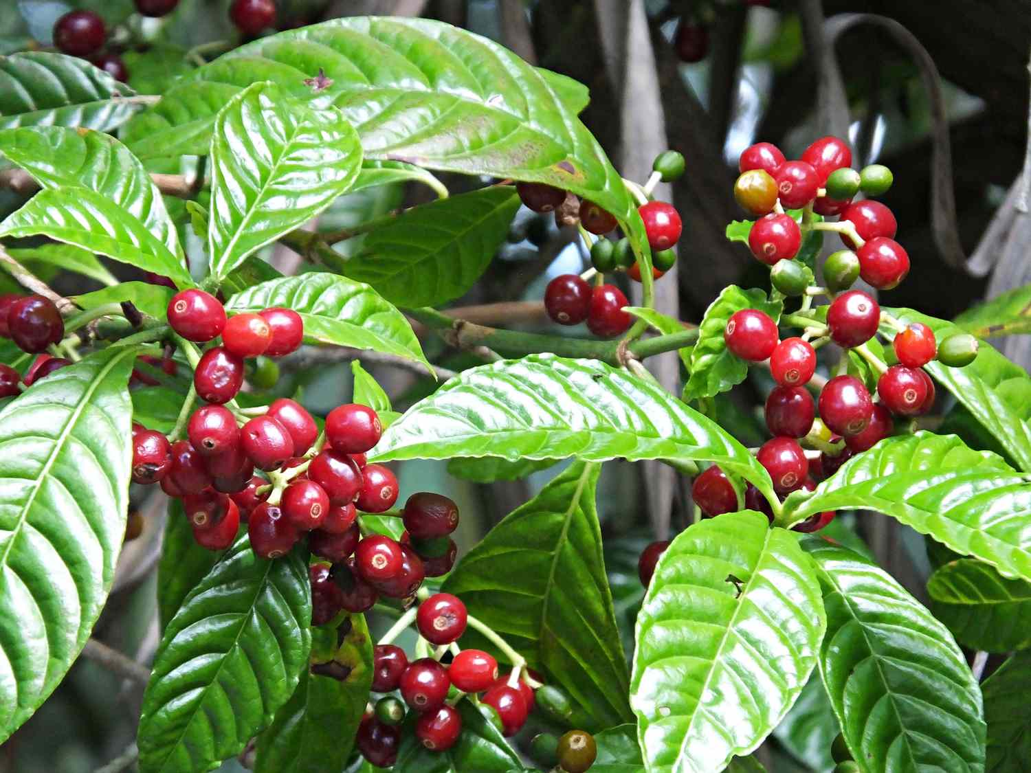 Coffea arabica