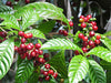 Coffea arabica